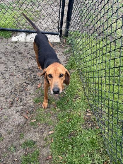 Enlarge James Madison, a Adoptable mixed breed in Conway, SC image 2/3