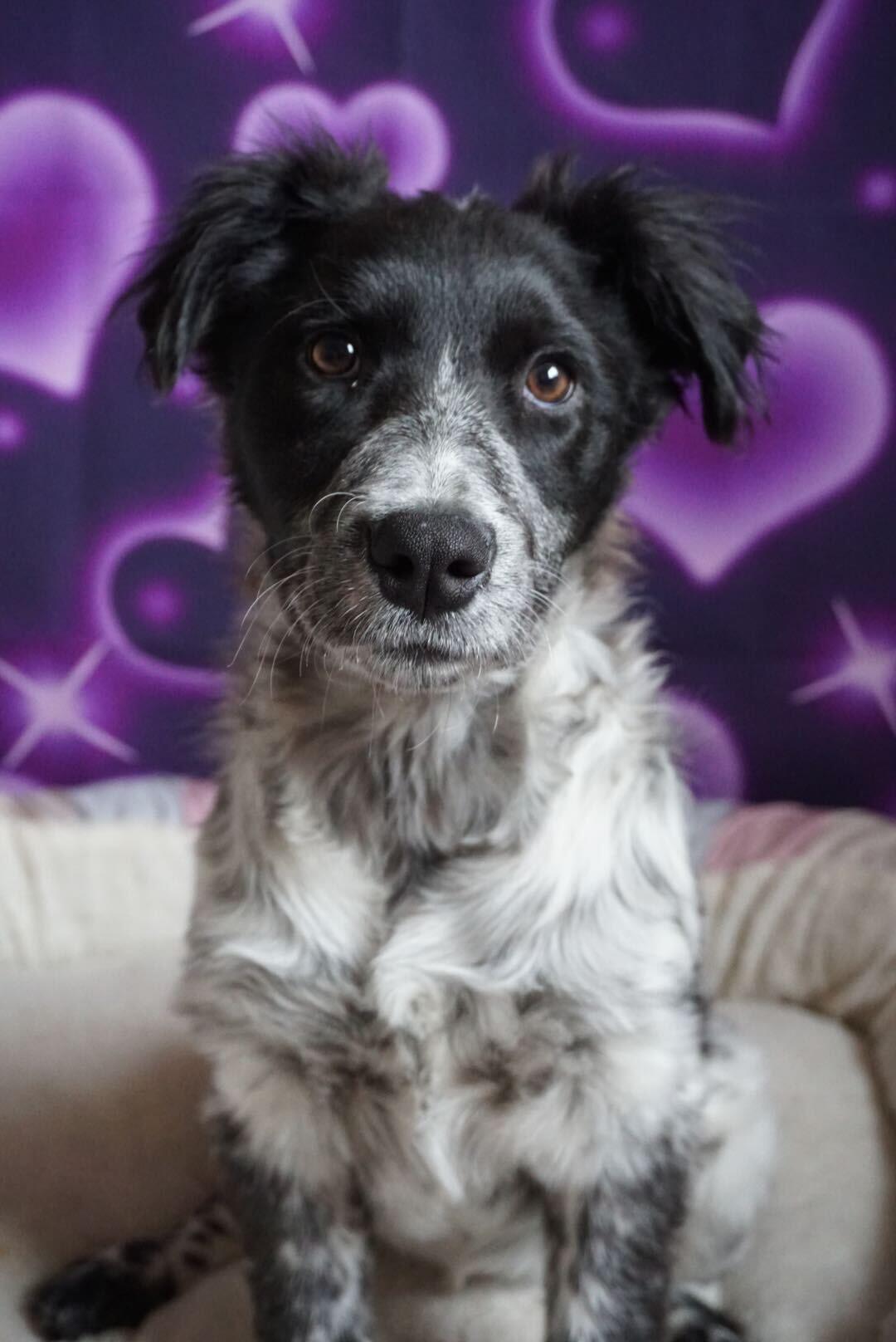 Valentina , adopted, Young Female Australian Cattle Dog / Blue Heeler.