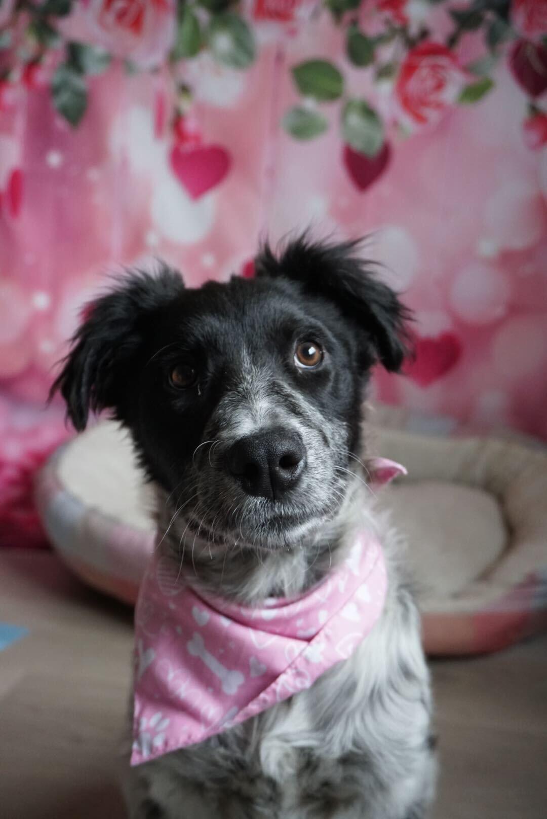 Enlarge Valentina , an adopted mixed breed in Pflugerville, TX image 2/3