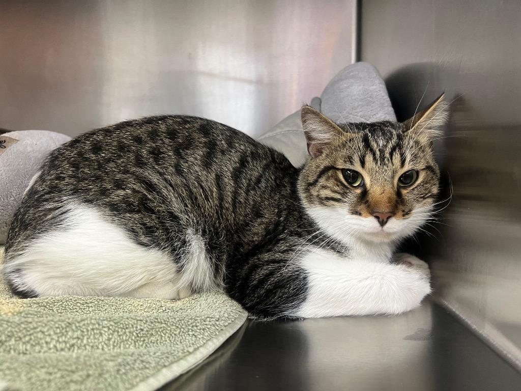 Enlarge Peter Rabbit, a Adoptable mixed breed in Murray, KY image 2/2