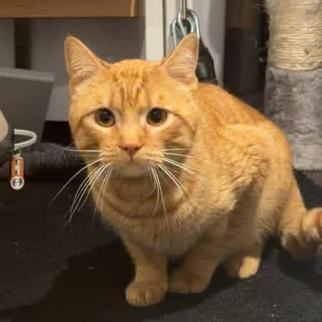Fanta, an adoptable American Shorthair in Houston, TX image 2/4
