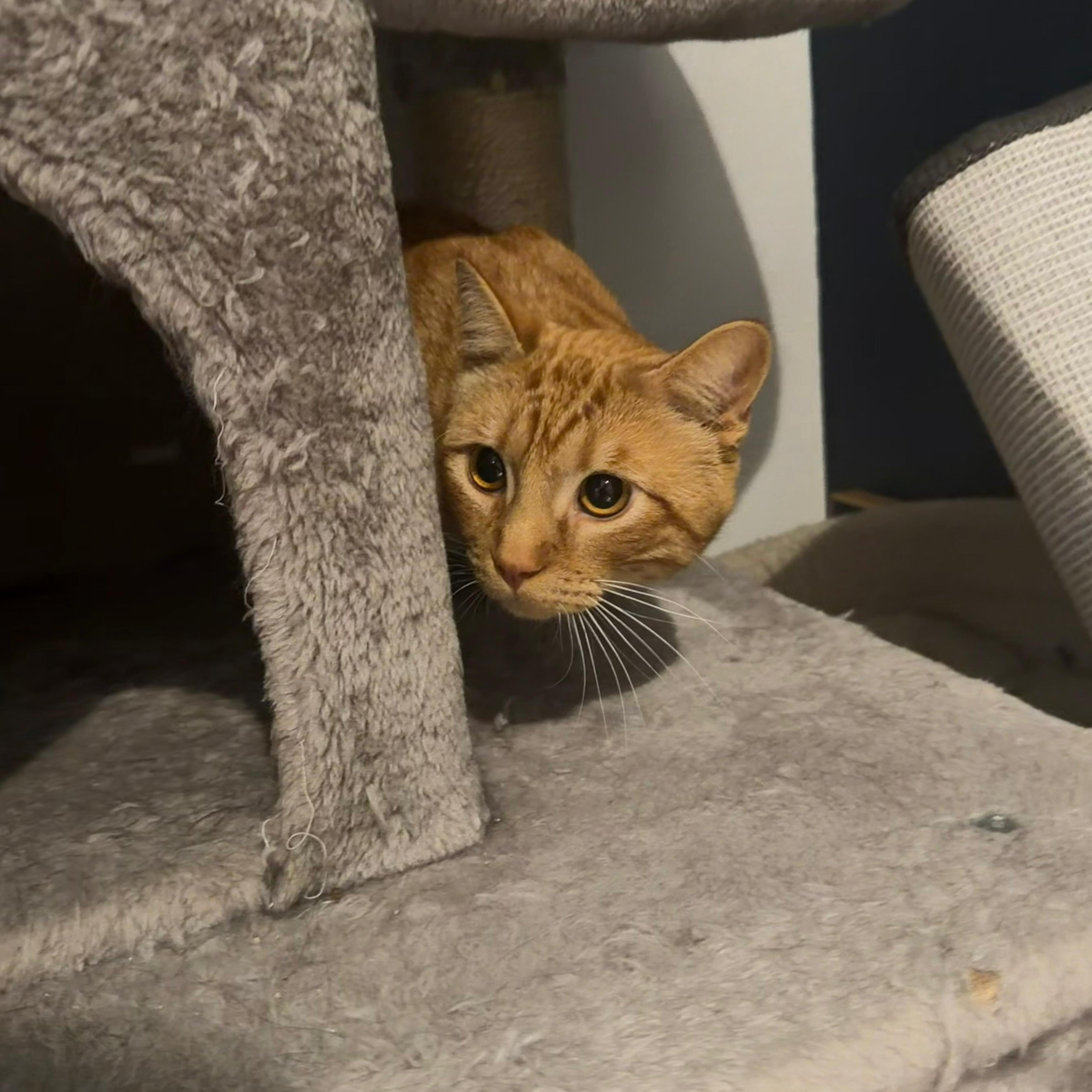 Fanta, a ADOPTABLE American Shorthair in Houston, TX image 2/4