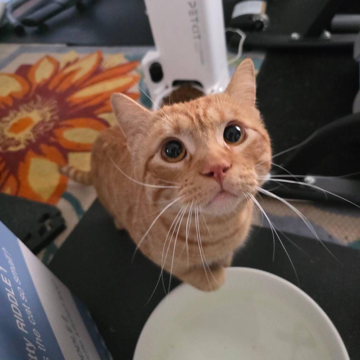 Fanta, a ADOPTABLE American Shorthair in Houston, TX image 1/4