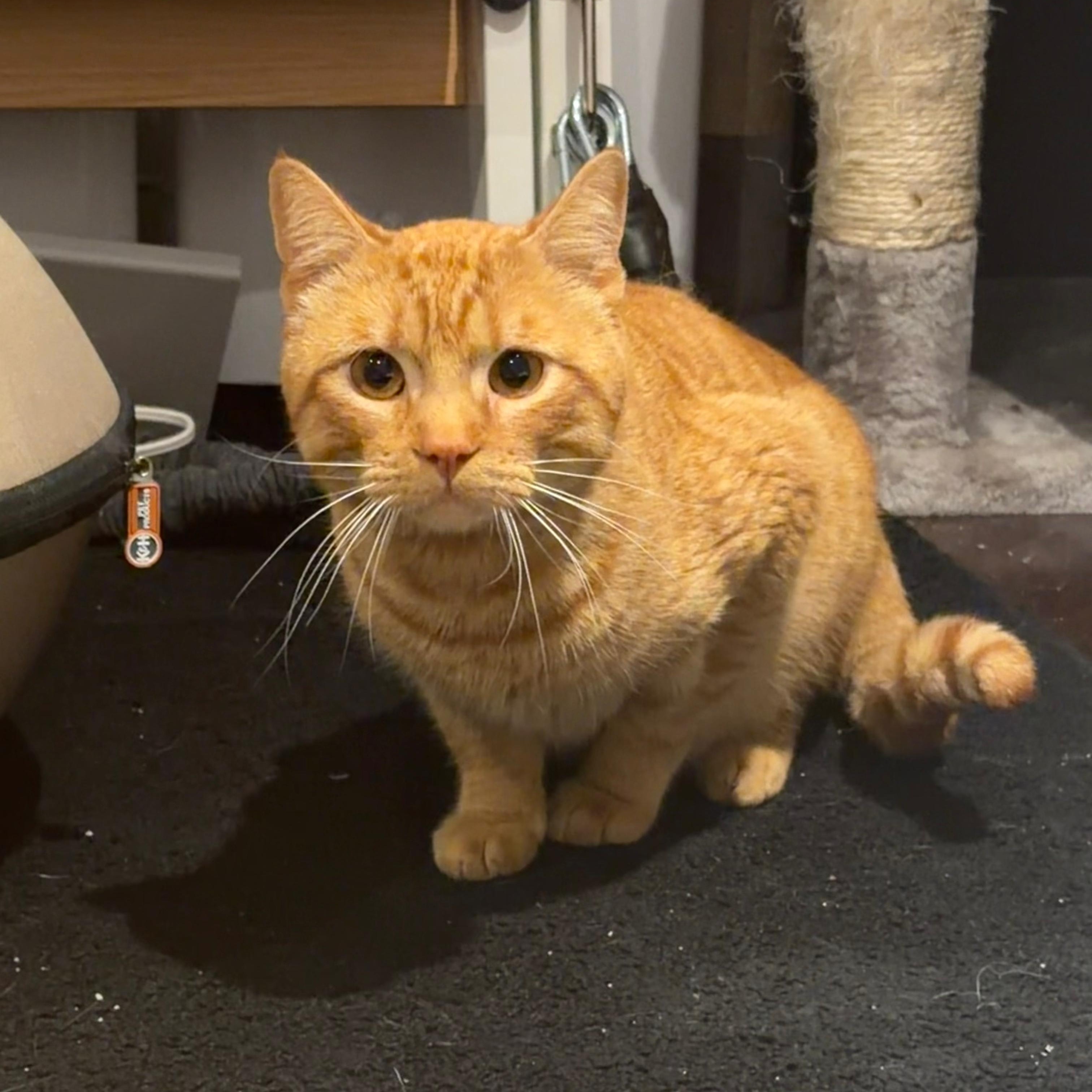 Fanta, a ADOPTABLE American Shorthair in Houston, TX image 4/4