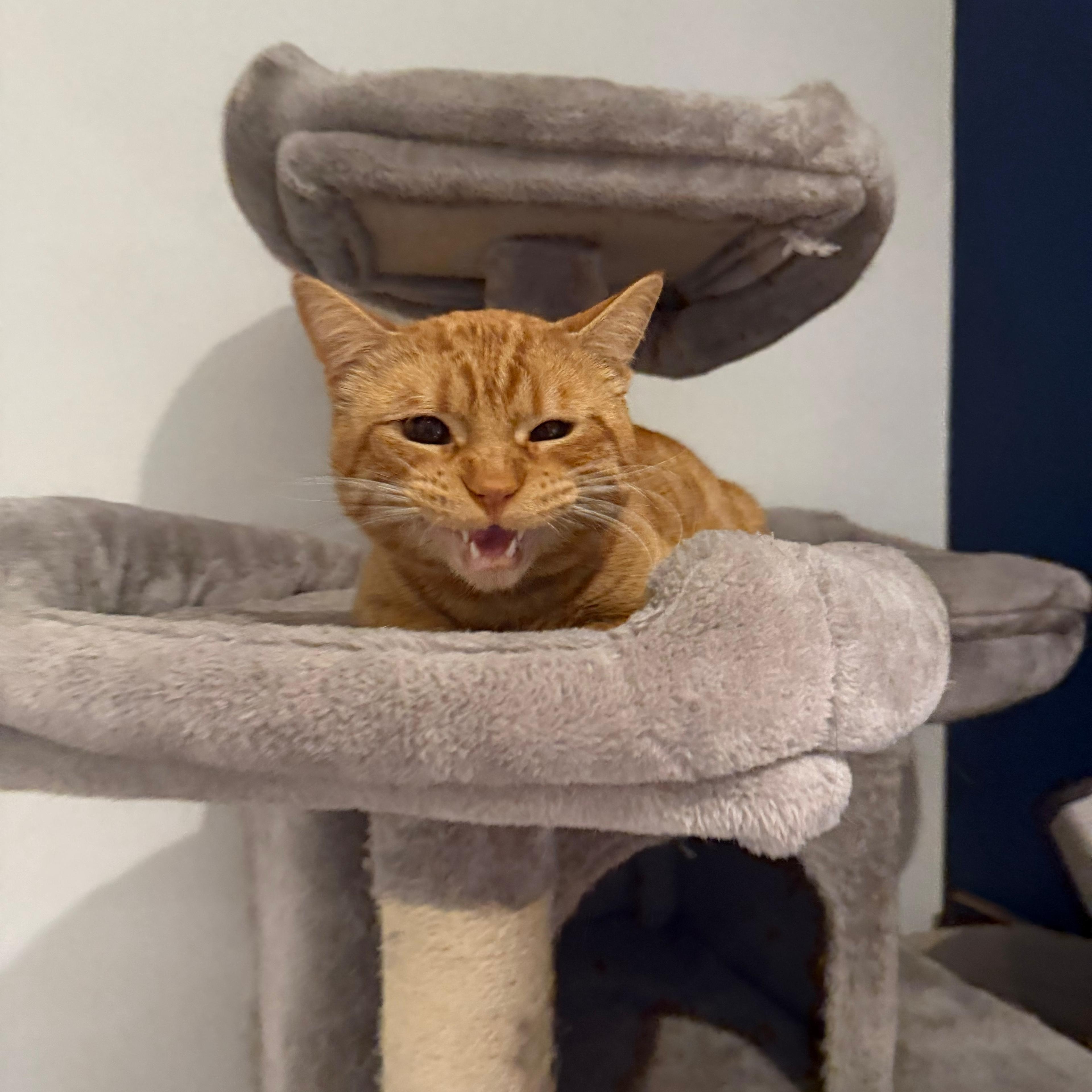 Fanta, a ADOPTABLE American Shorthair in Houston, TX image 3/4