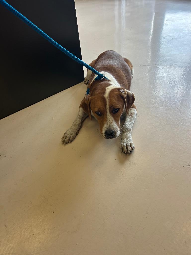 Hooters, Adoptable, Young Female English Coonhound & Mixed Breed.