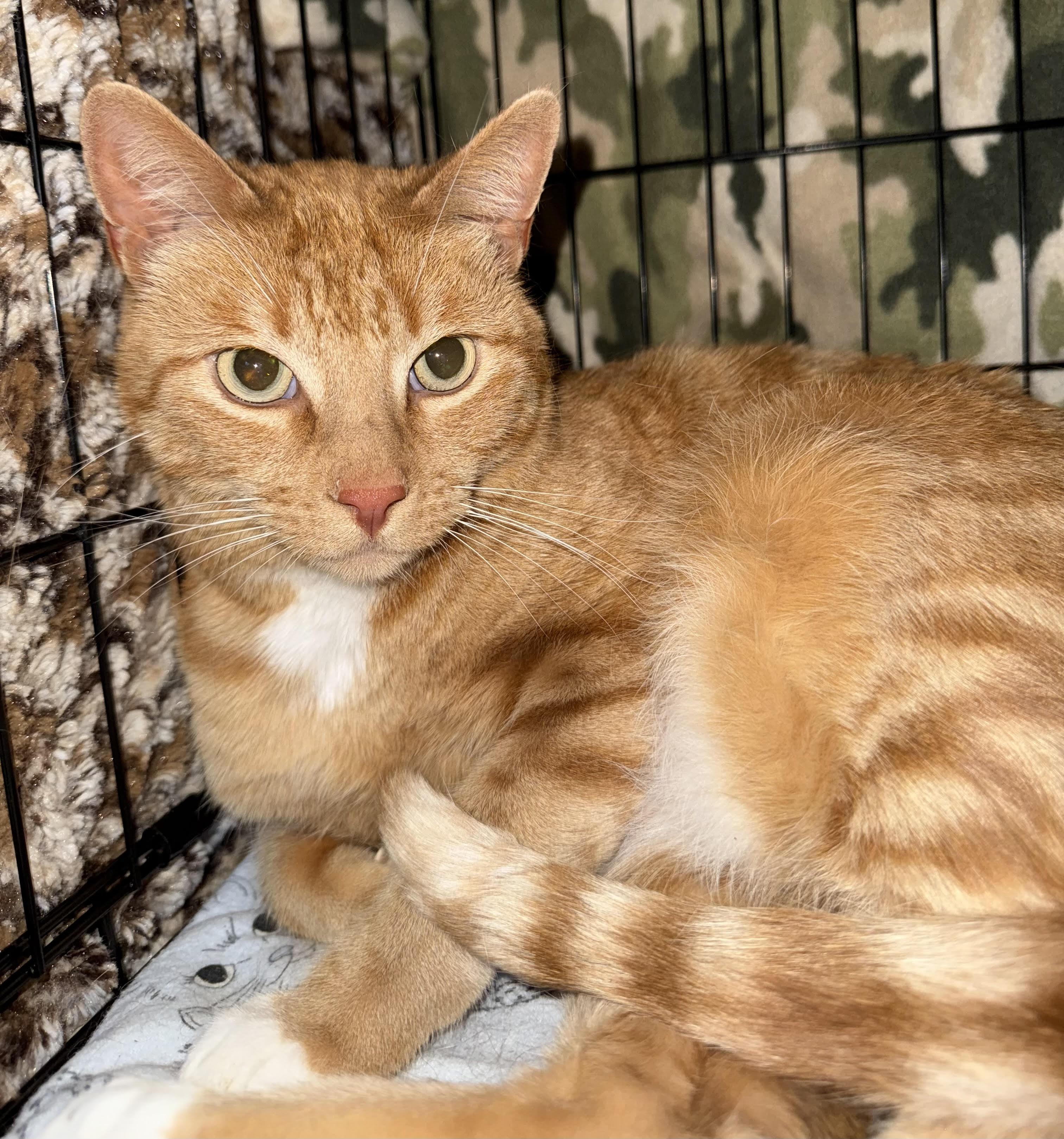 Aspen, an adoptable Domestic Short Hair in Butte, MT, 59701 | Photo Image 2