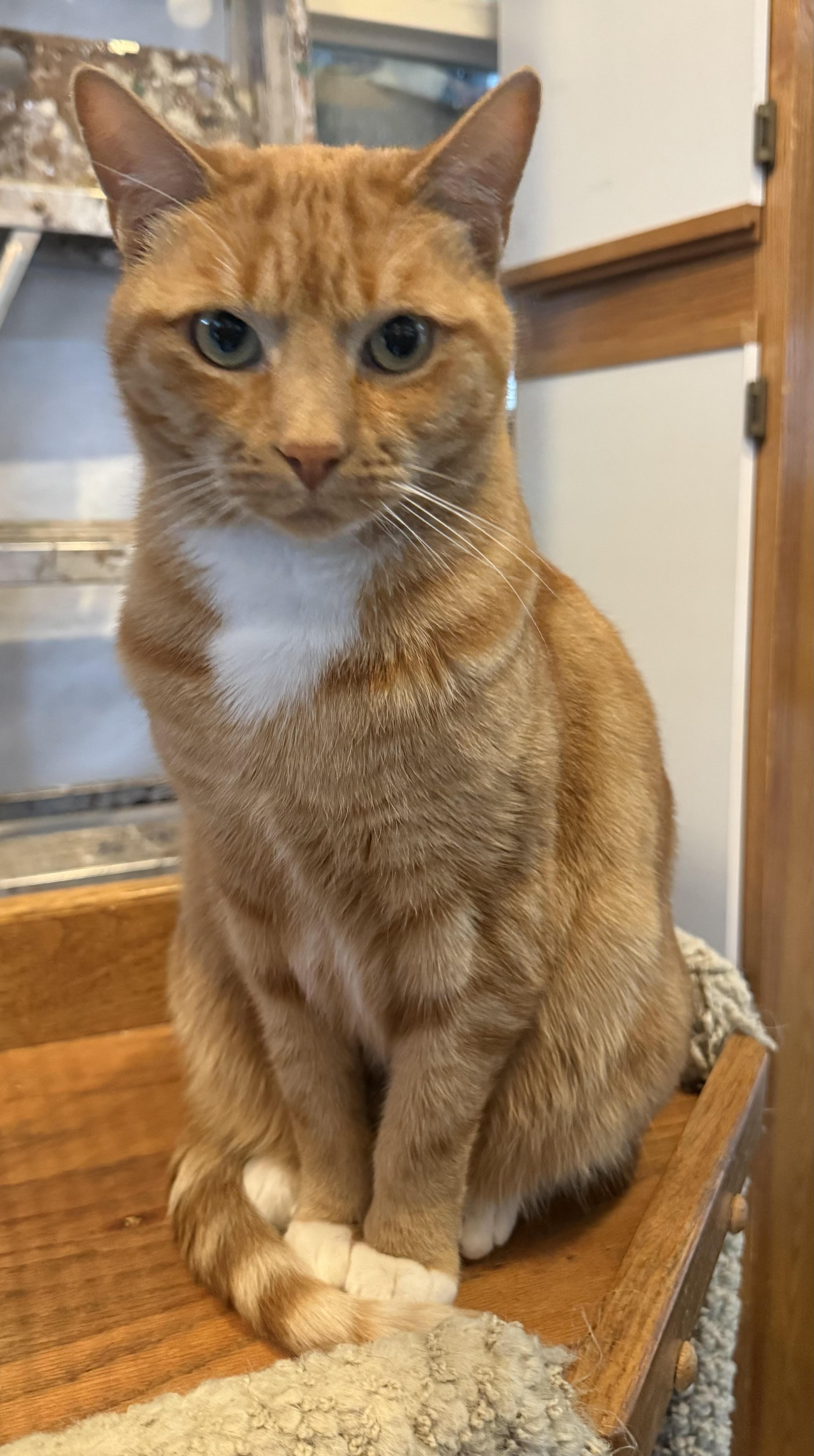 Aspen, an adoptable Domestic Short Hair in Butte, MT, 59701 | Photo Image 1