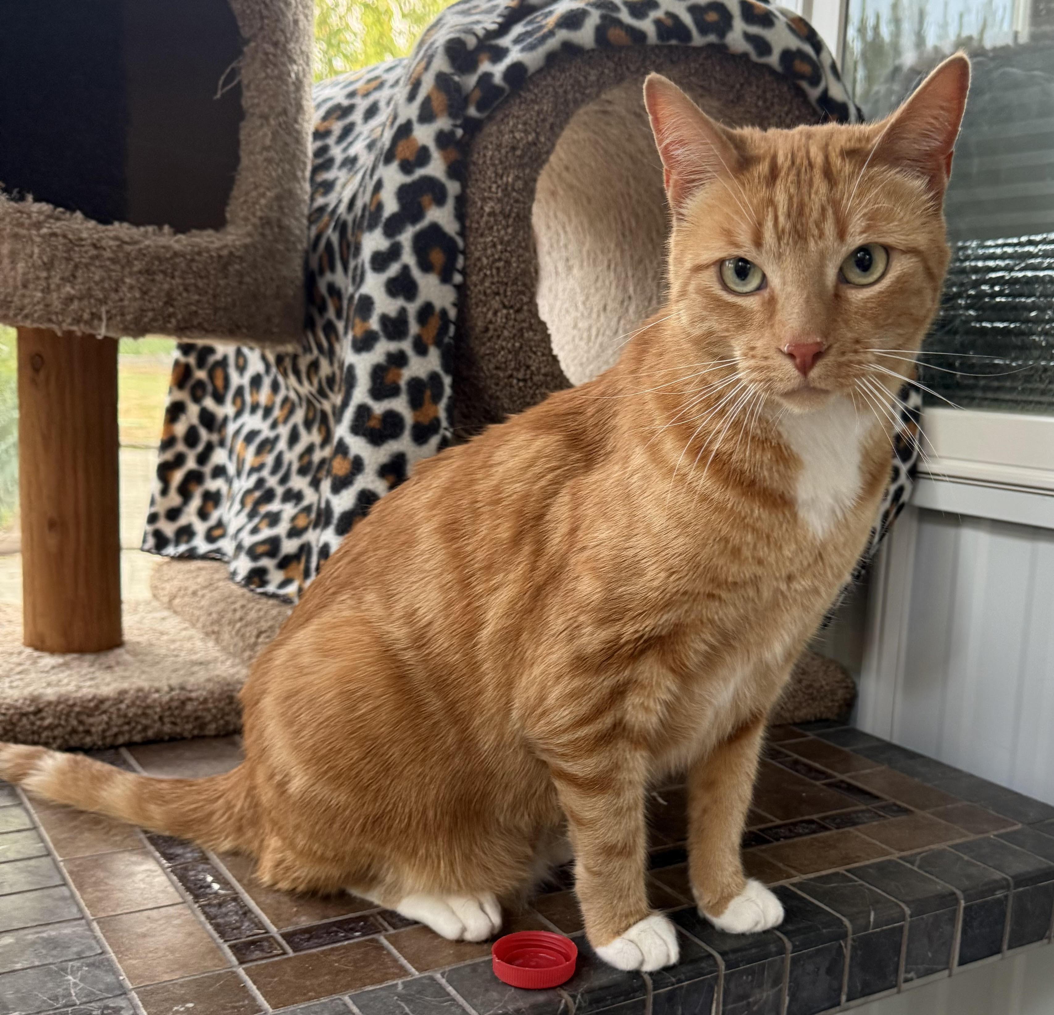 Aspen, an adoptable Domestic Short Hair in Butte, MT, 59701 | Photo Image 2