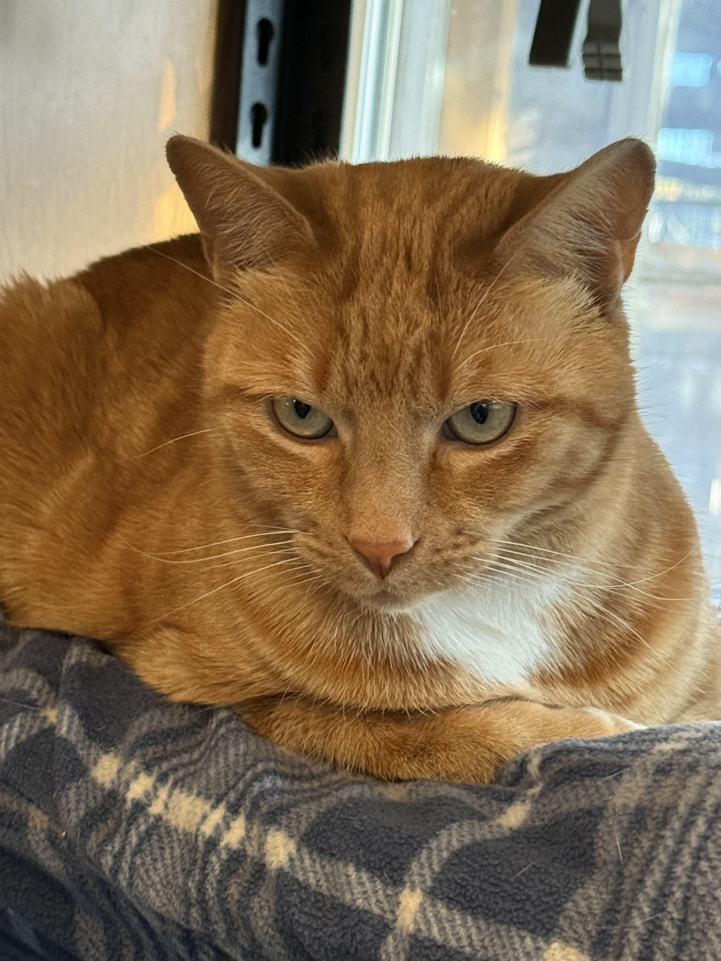 Aspen, an adoptable Domestic Short Hair in Butte, MT, 59701 | Photo Image 3