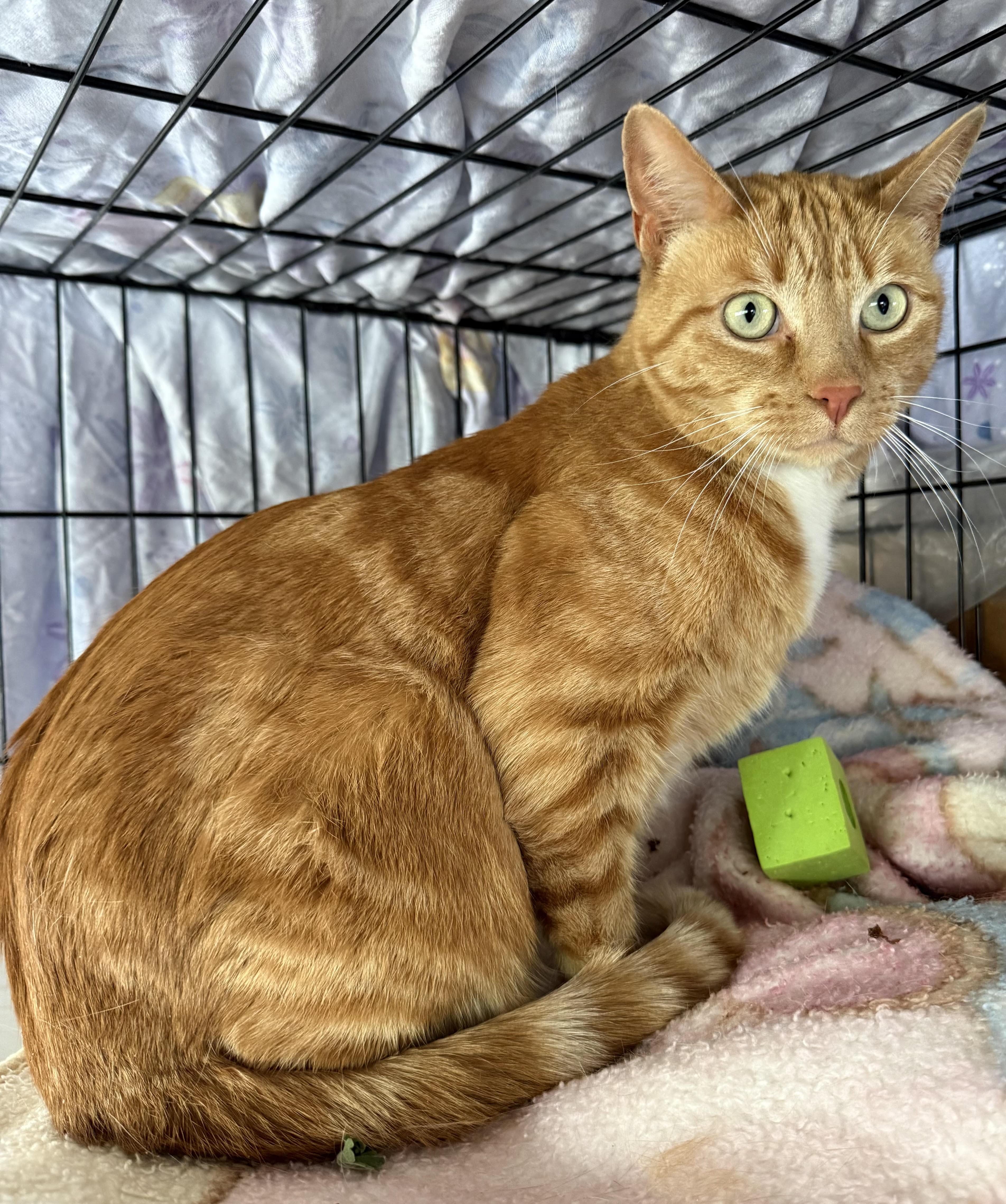 Aspen, an adoptable Domestic Short Hair in Butte, MT, 59701 | Photo Image 3