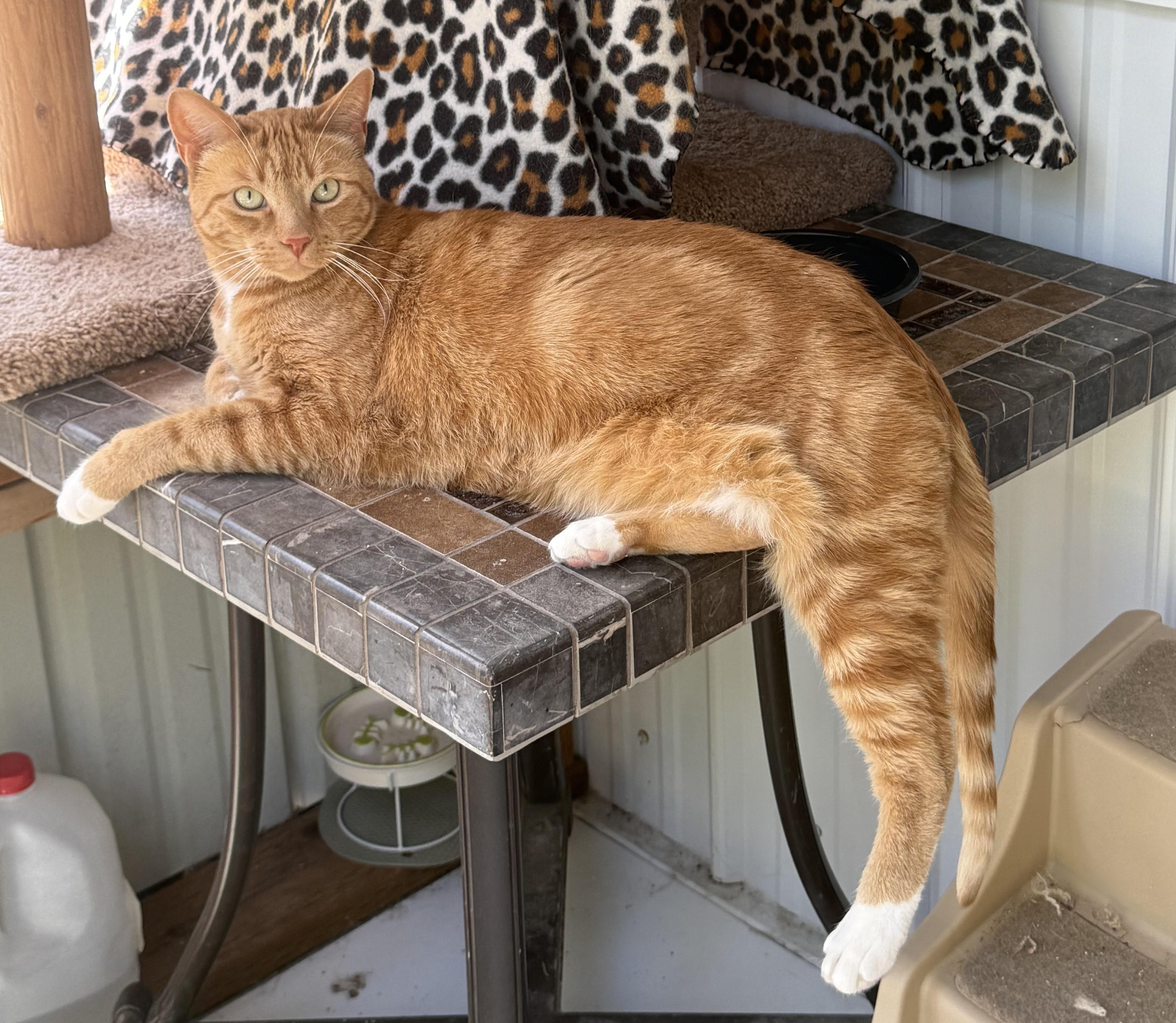 Aspen, an adoptable Domestic Short Hair in Butte, MT, 59701 | Photo Image 1