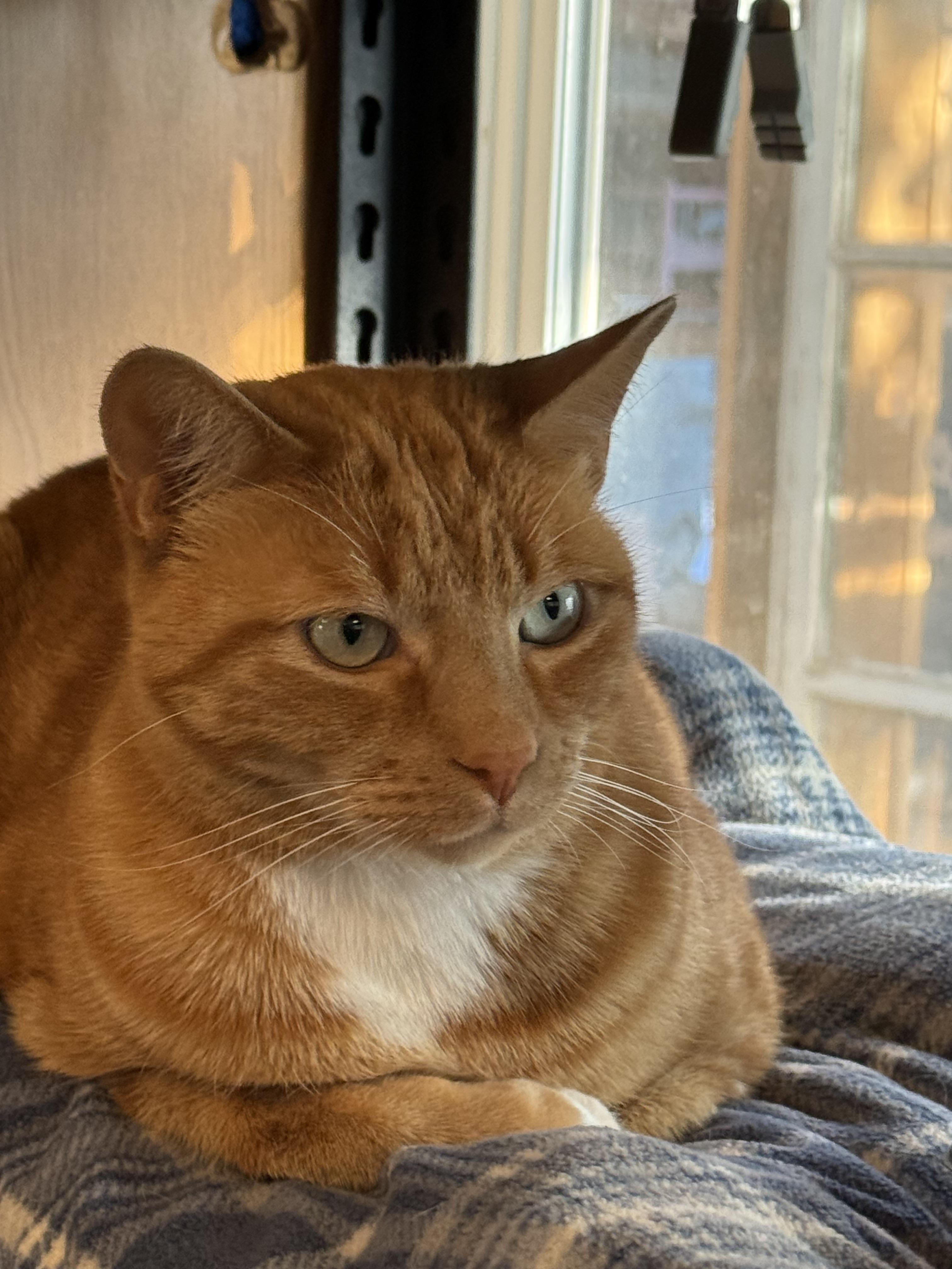 Aspen, an adoptable Domestic Short Hair in Butte, MT, 59701 | Photo Image 4