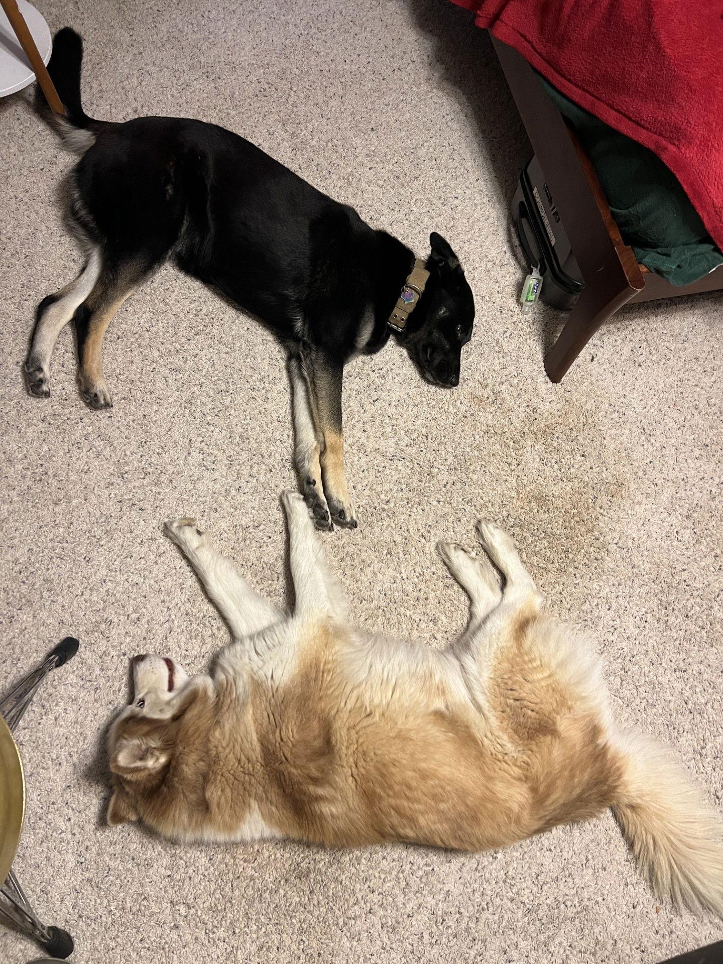 Vegas and Safari, Adoptable, Adult Female German Shepherd Dog & Siberian Husky.