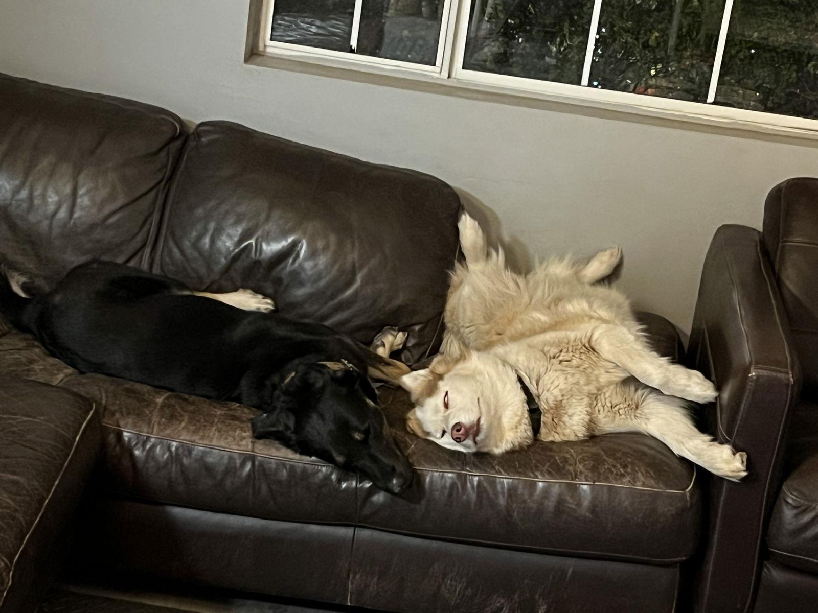 Enlarge Vegas and Safari, a Adoptable mixed breed in Woodland, CA image 2/3