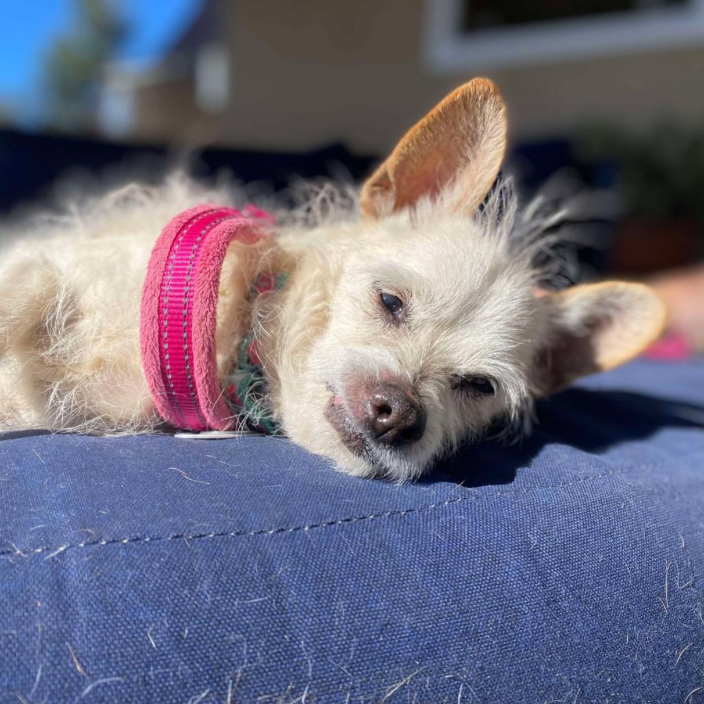 Wilma Louise, a Adoptable Tibetan Terrier in Sonoma, CA image 2/3