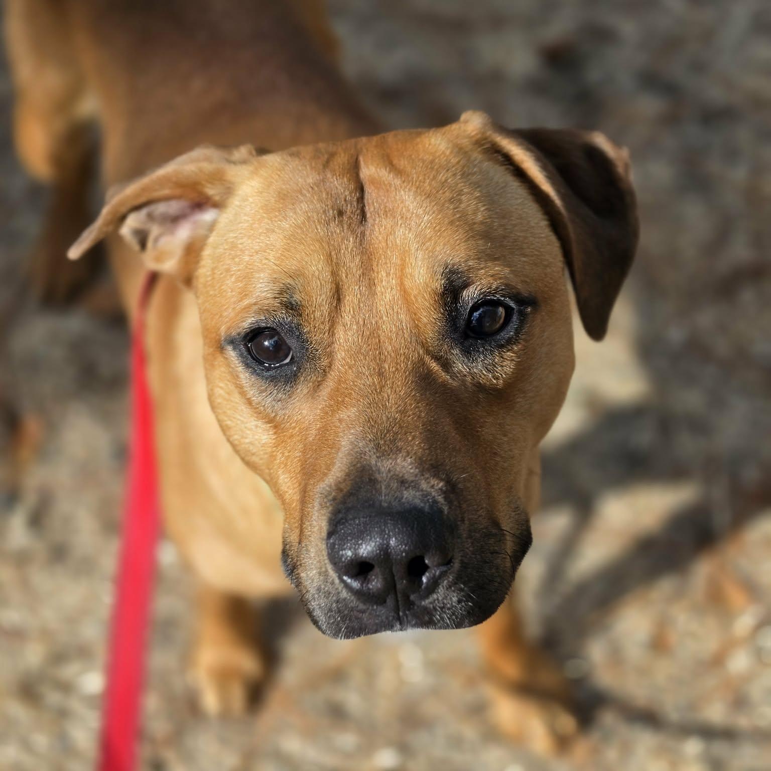 Enlarge Mango, a Adoptable mixed breed in Grants Pass, OR image 3/6