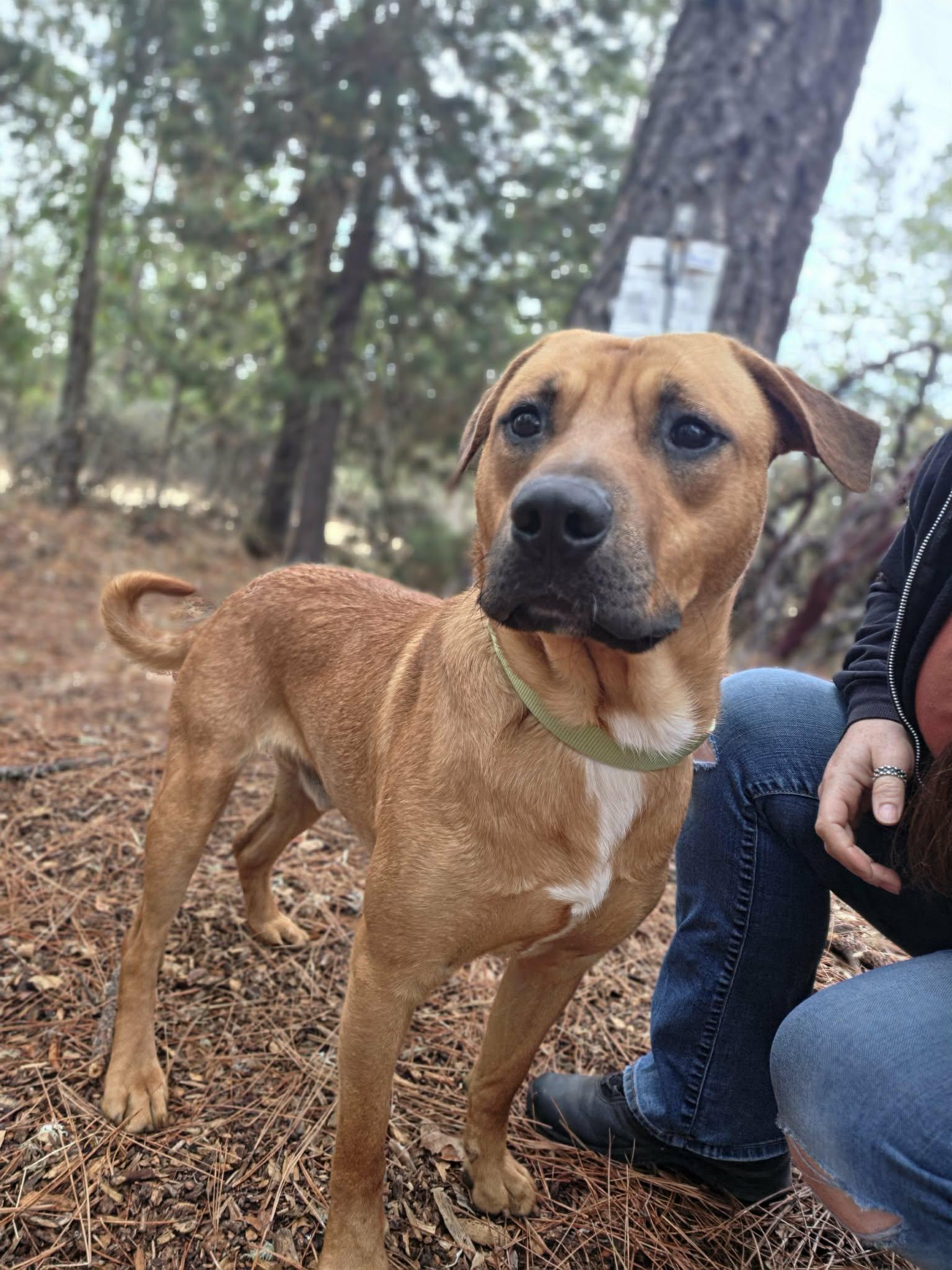 Enlarge Mango, a Adoptable mixed breed in Grants Pass, OR image 4/6