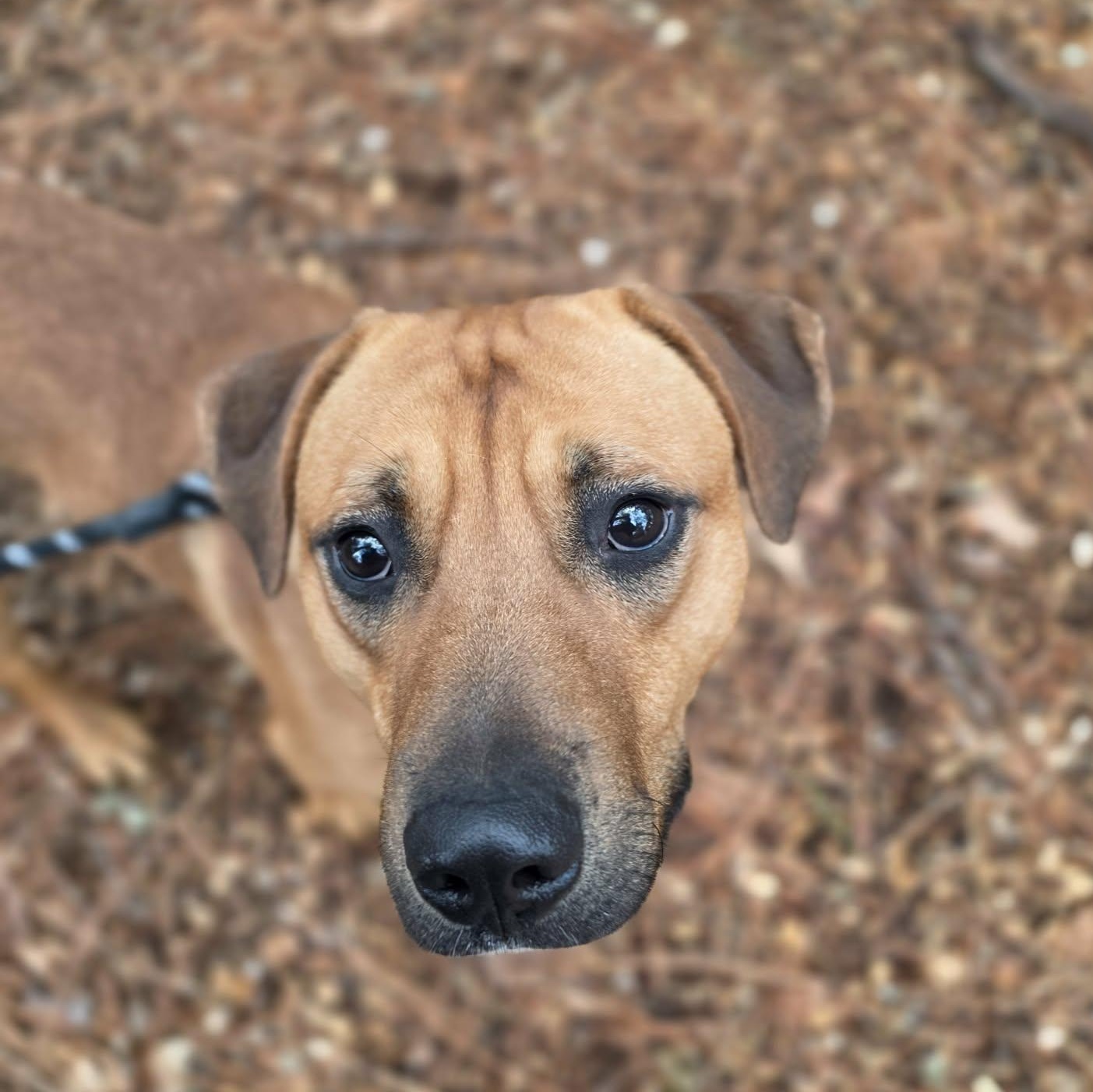 Enlarge Mango, a Adoptable mixed breed in Grants Pass, OR image 5/6