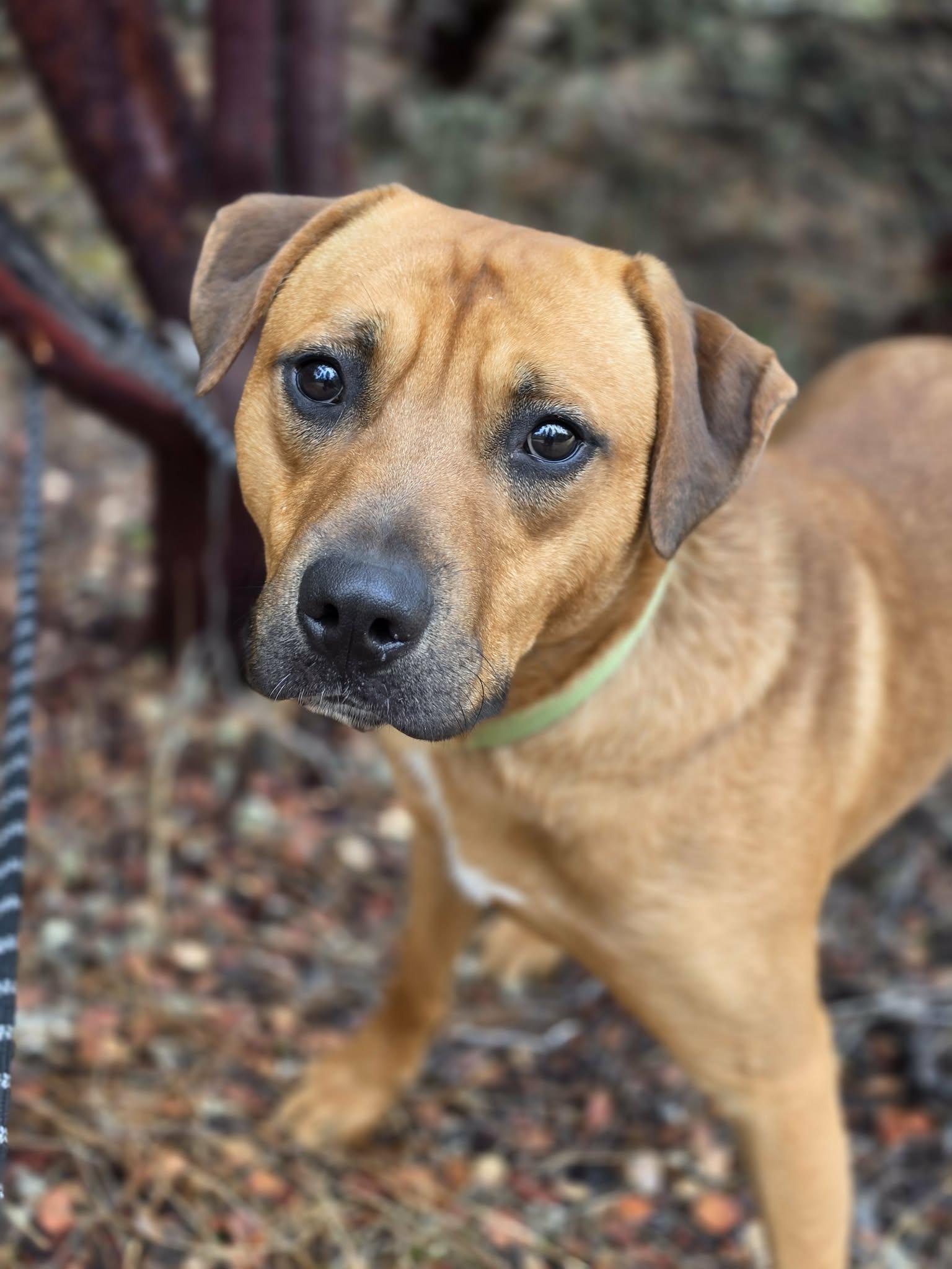 Enlarge Mango, a Adoptable mixed breed in Grants Pass, OR image 2/6