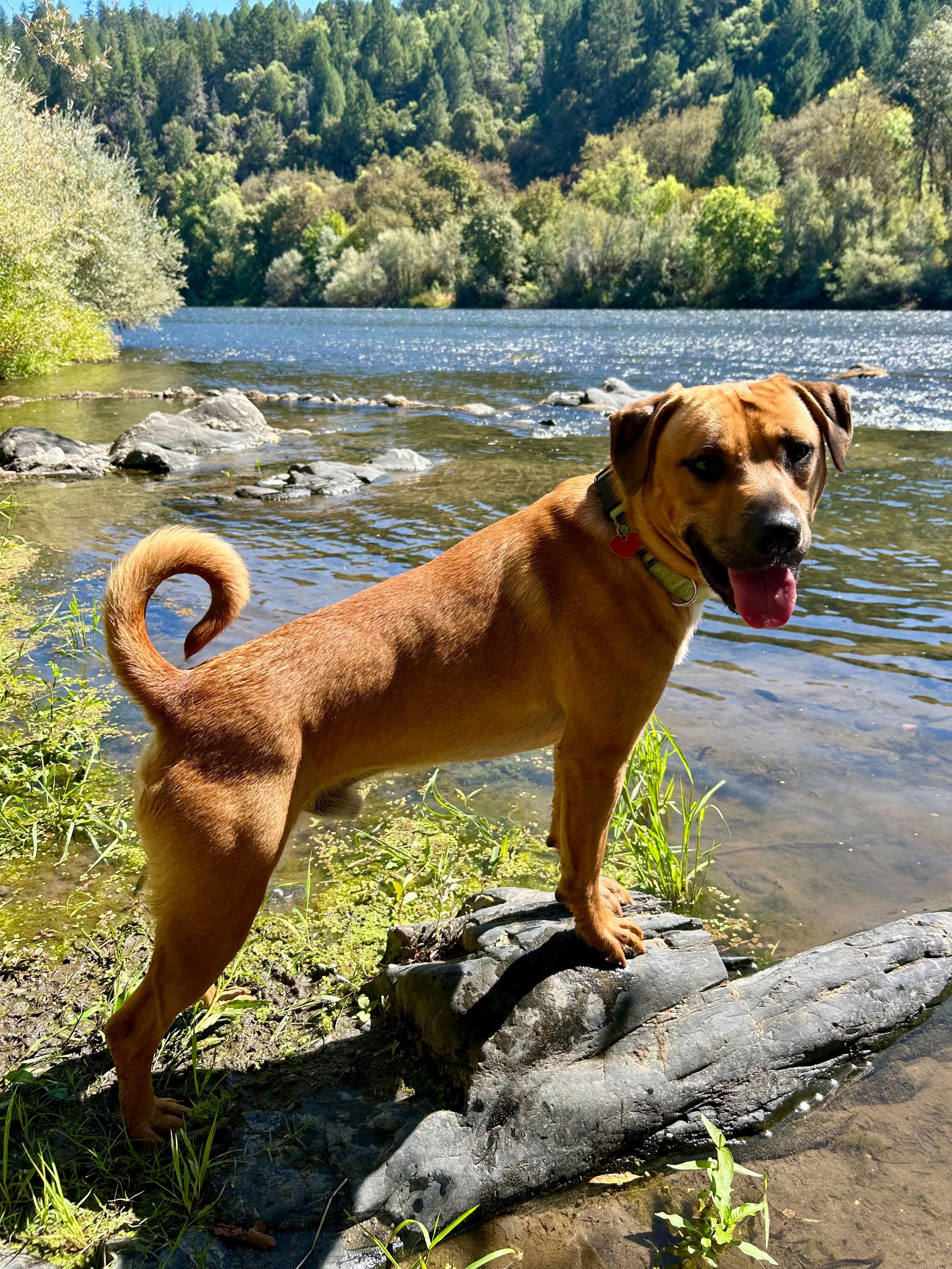 Enlarge Mango, a Adoptable mixed breed in Grants Pass, OR image 1/6