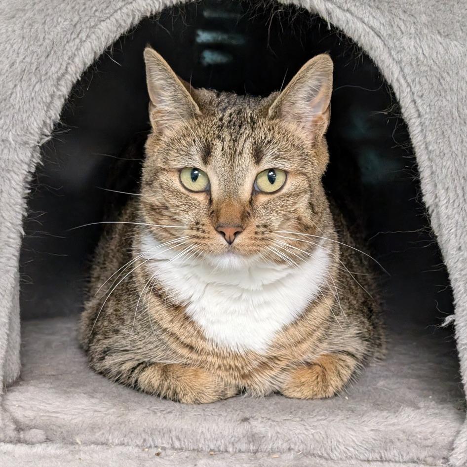 Samantha, Adoptable, Adult Female Domestic Short Hair.