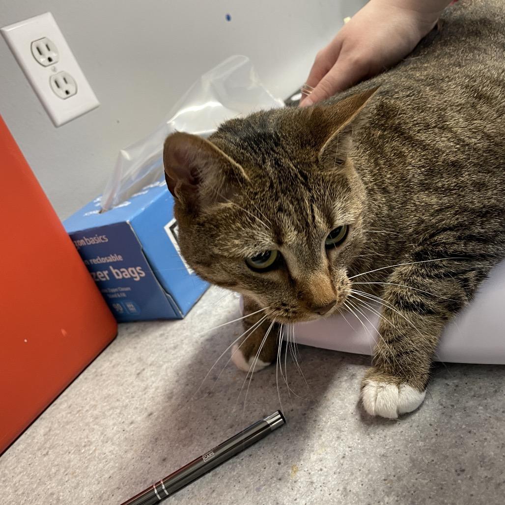 Enlarge Samantha, a Adoptable Domestic Short Hair in Spokane, WA image 2/3