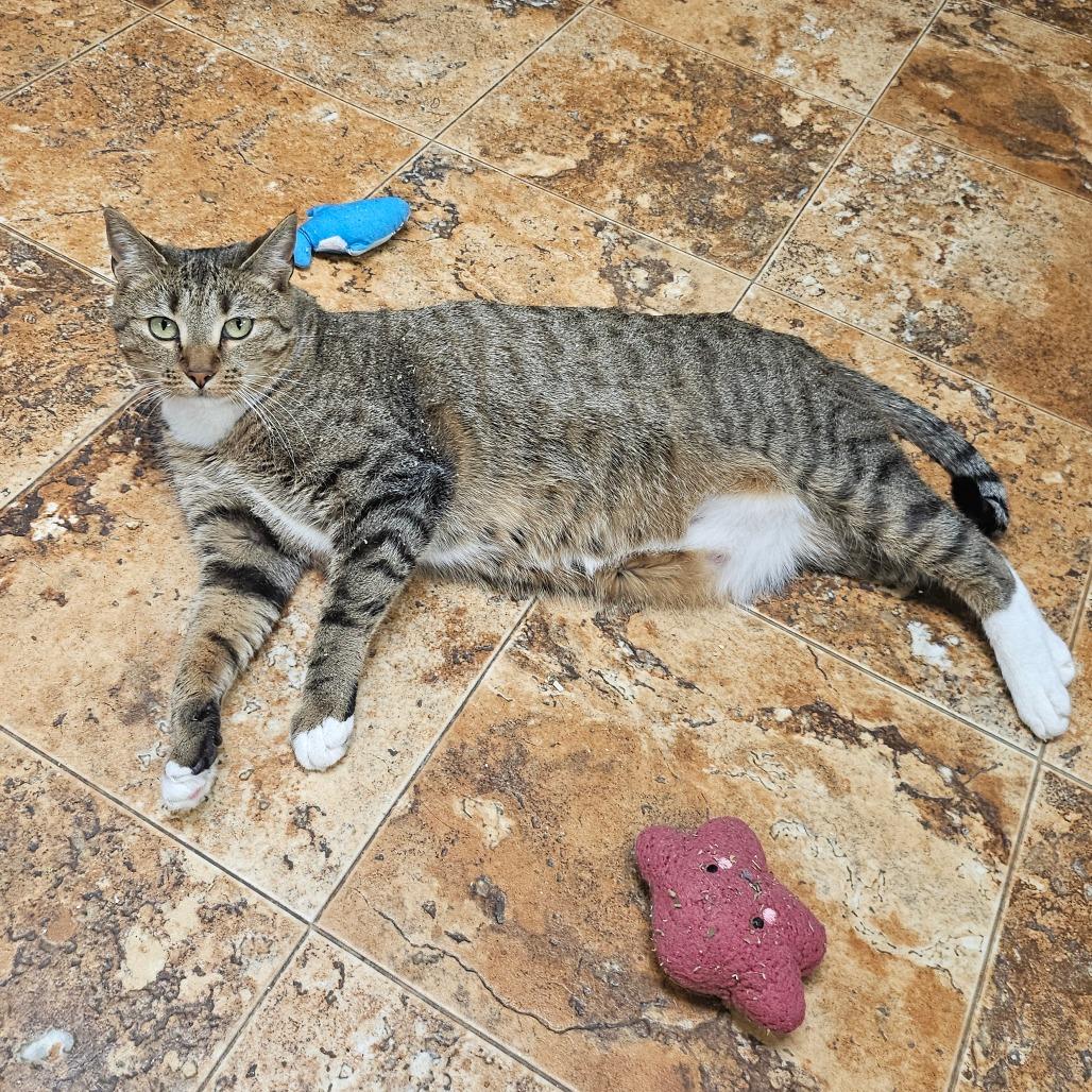 Enlarge Samantha, a Adoptable Domestic Short Hair in Spokane, WA image 3/3