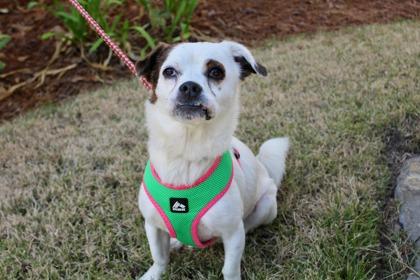 Chuck, Adoptable, Adult Male Chihuahua & Dachshund.