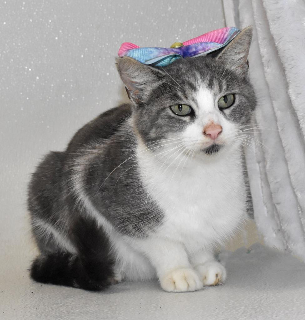 Mayflower, a Adoptable mixed breed in Springfield, OH image 1/3
