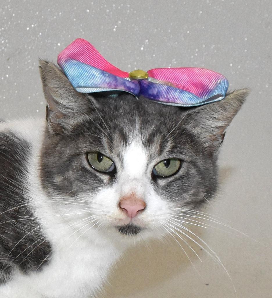 Mayflower, a Adoptable mixed breed in Springfield, OH image 2/3