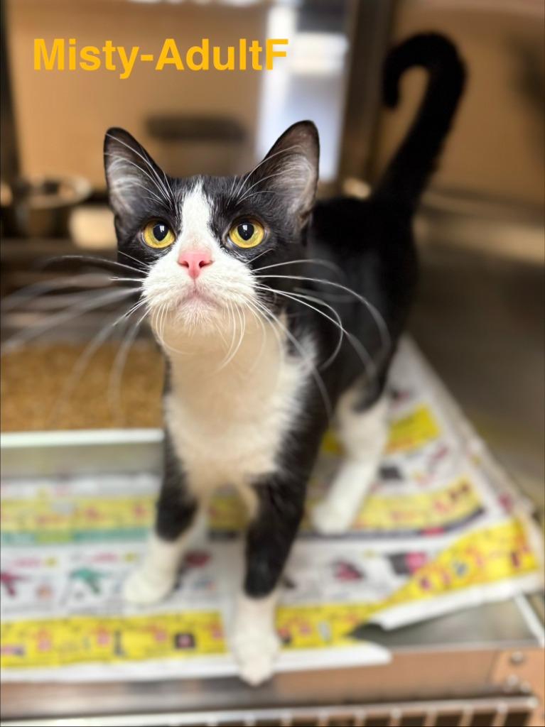 Enlarge Misty, a Adoptable Domestic Short Hair in Nacogdoches, TX image 1/1