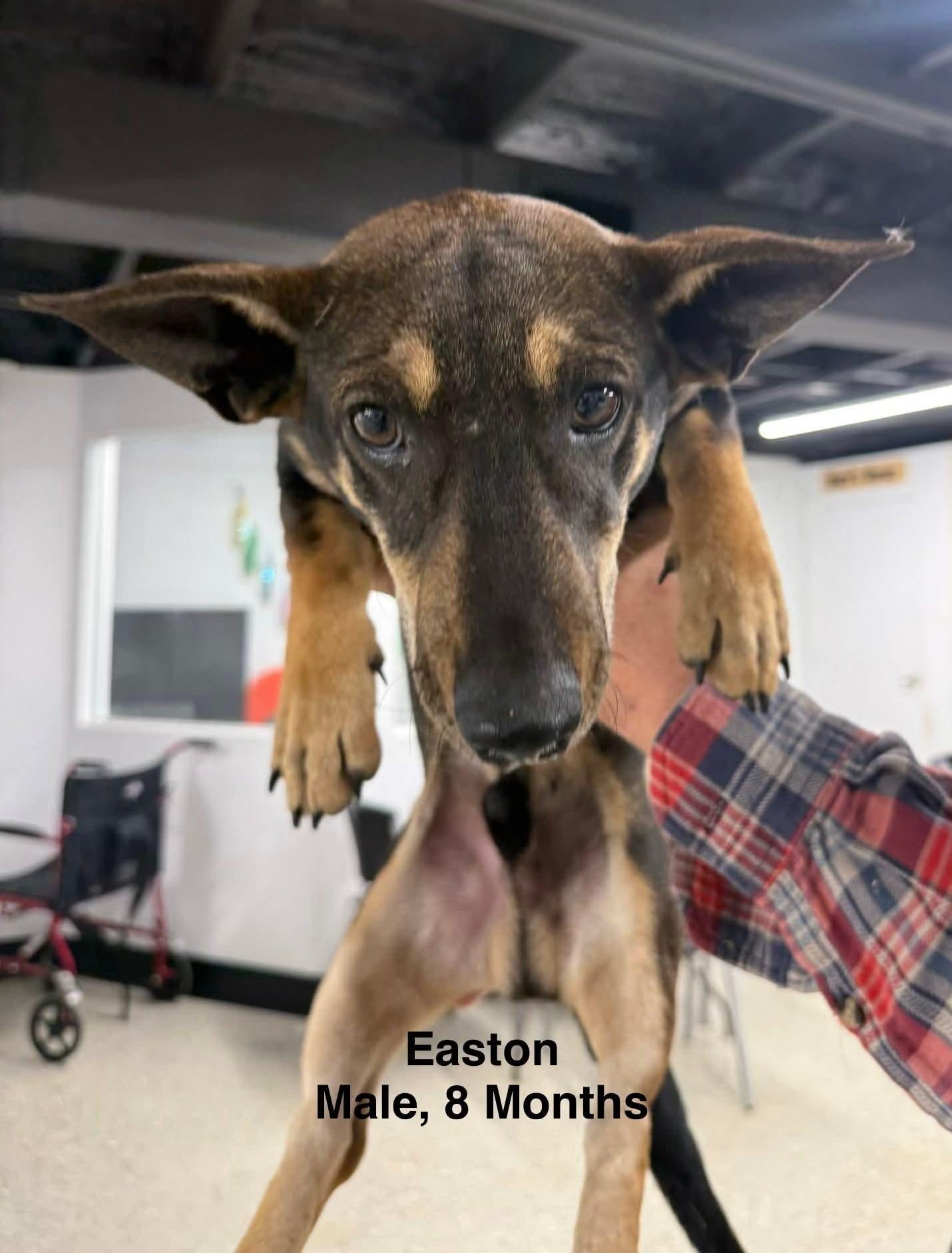 Easton bonded with Arlo, Adoptable, Young Male Chihuahua.