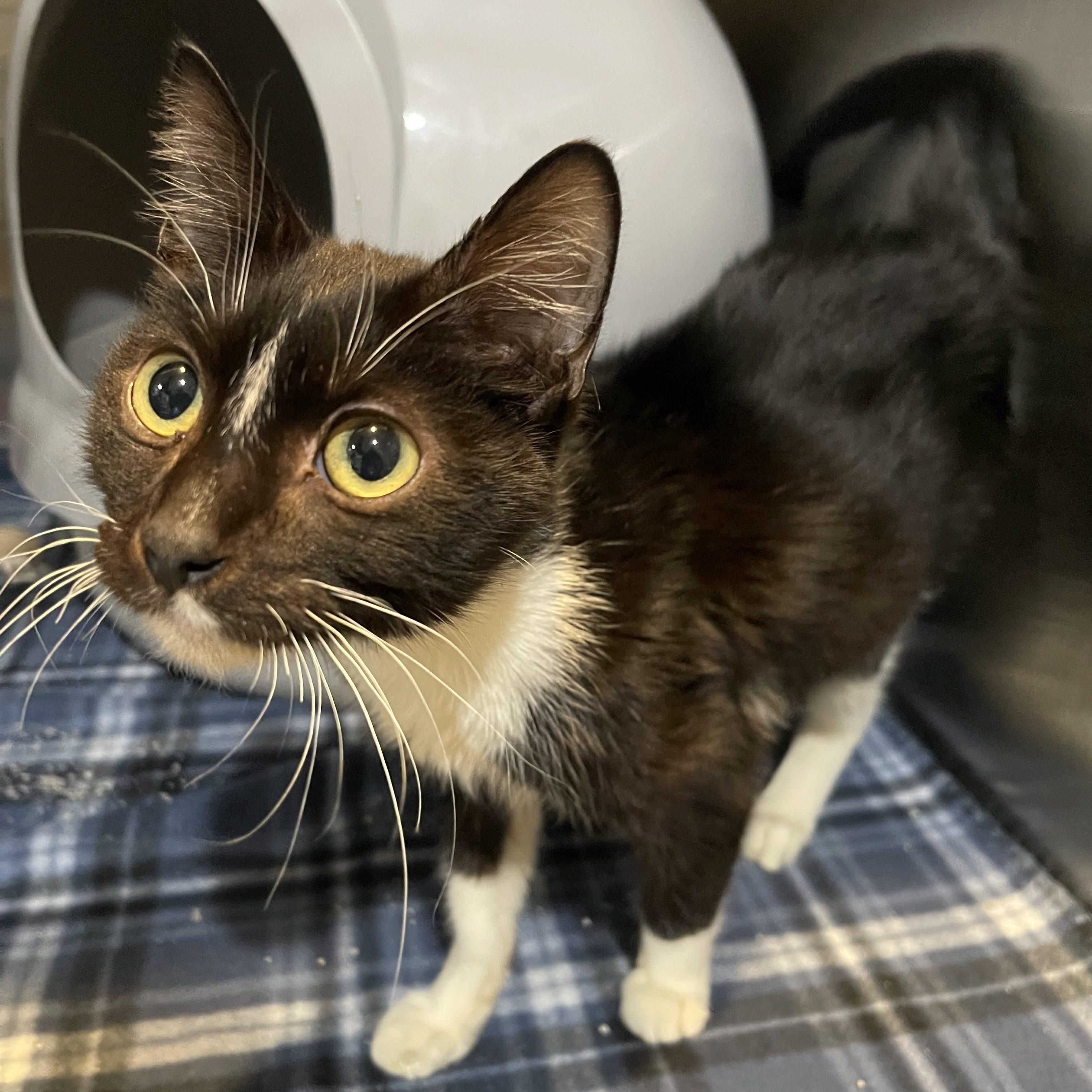 Enlarge Valentino , an adopted Domestic Short Hair in North Kansas City, MO image 2/2