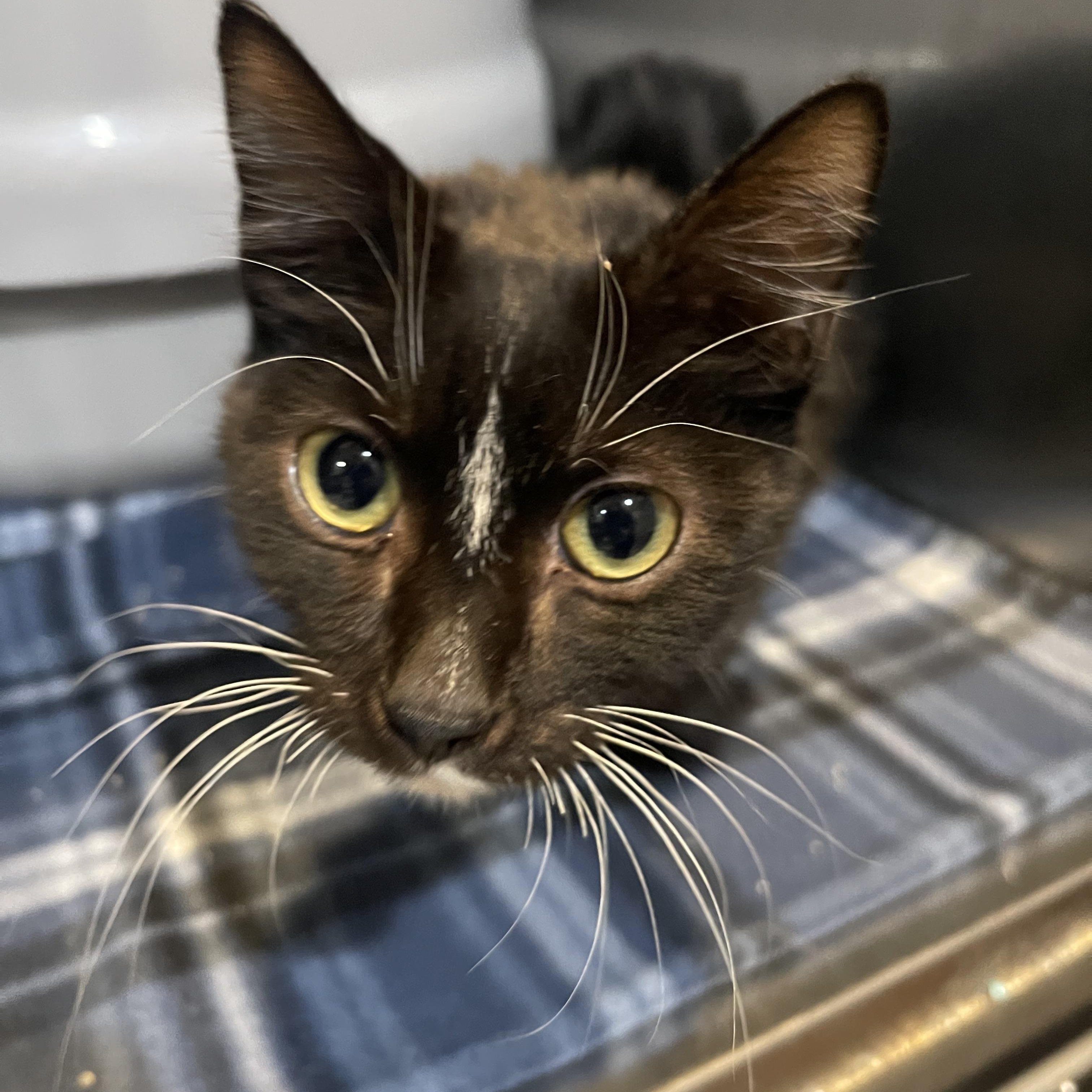 Enlarge Valentino , an adopted Domestic Short Hair in North Kansas City, MO image 1/2