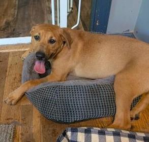 Tess (Tessa), a ADOPTABLE mixed breed in Watertown, CT image 4/6