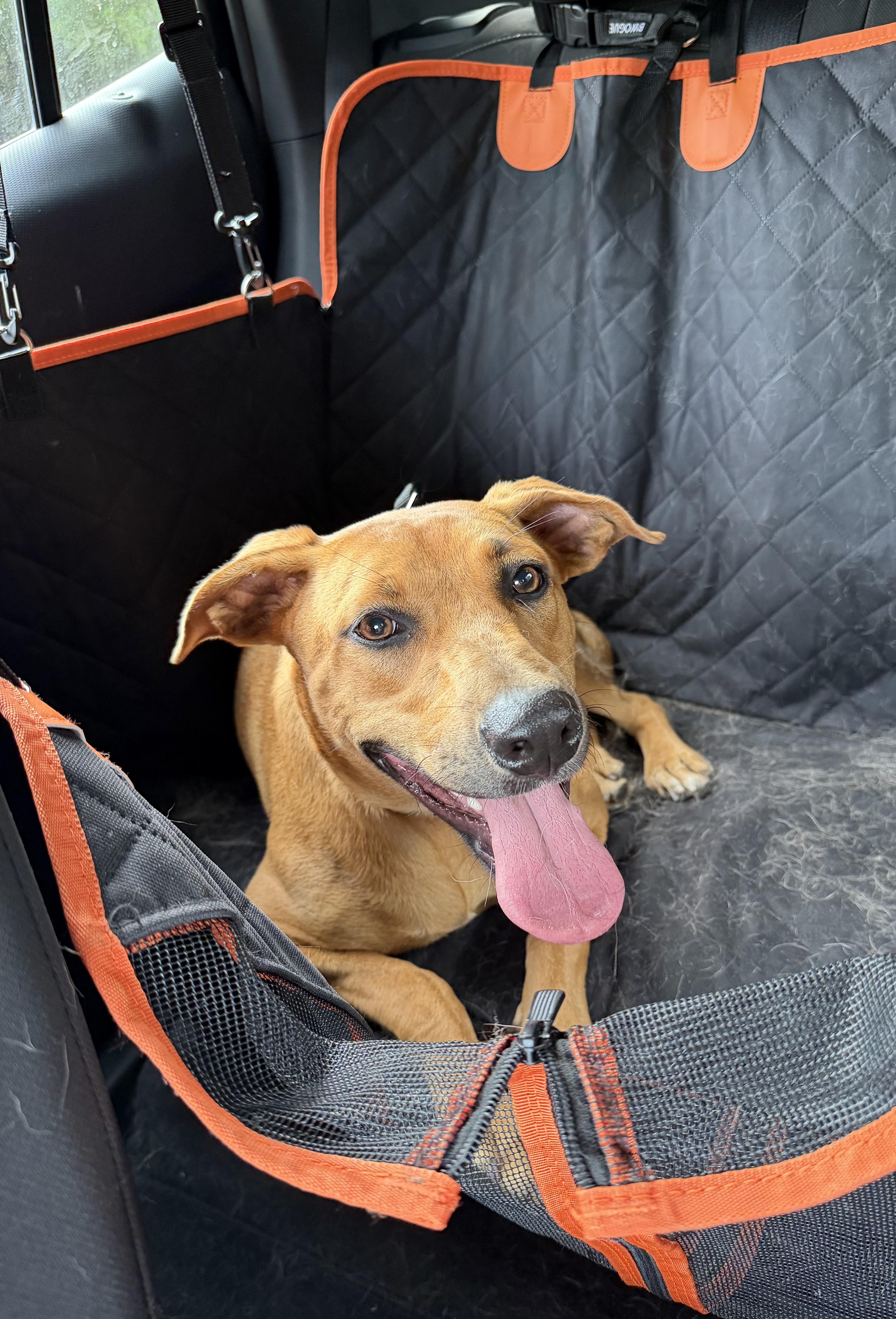 Tess (Tessa), ADOPTABLE, Young Female Labrador Retriever & Boxer.