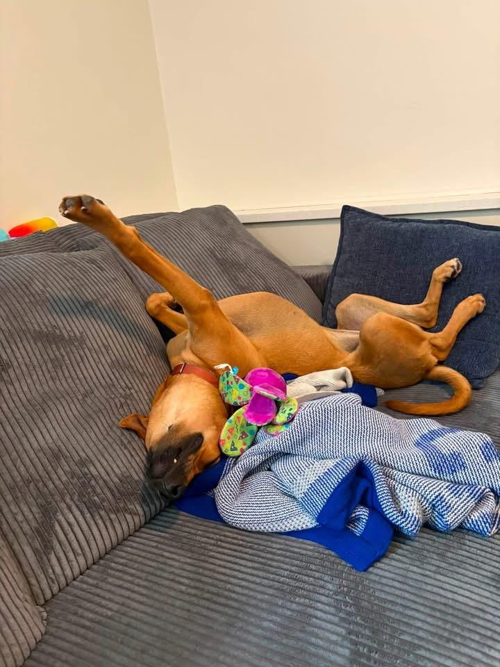 Enlarge Tess (Tessa), a Adoptable mixed breed in Watertown, CT image 5/6