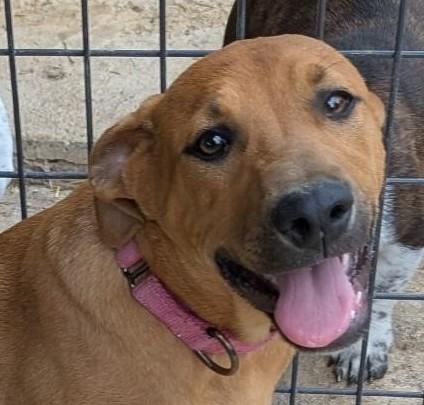 Tess (Tessa), a ADOPTABLE mixed breed in Watertown, CT image 2/6