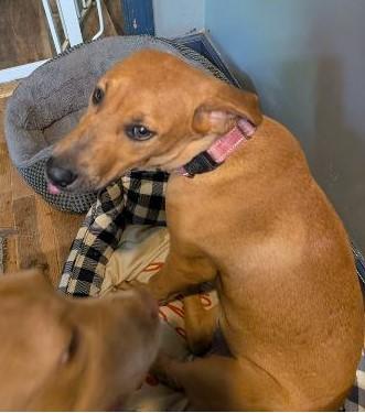 Tess (Tessa), a ADOPTABLE mixed breed in Watertown, CT image 3/6