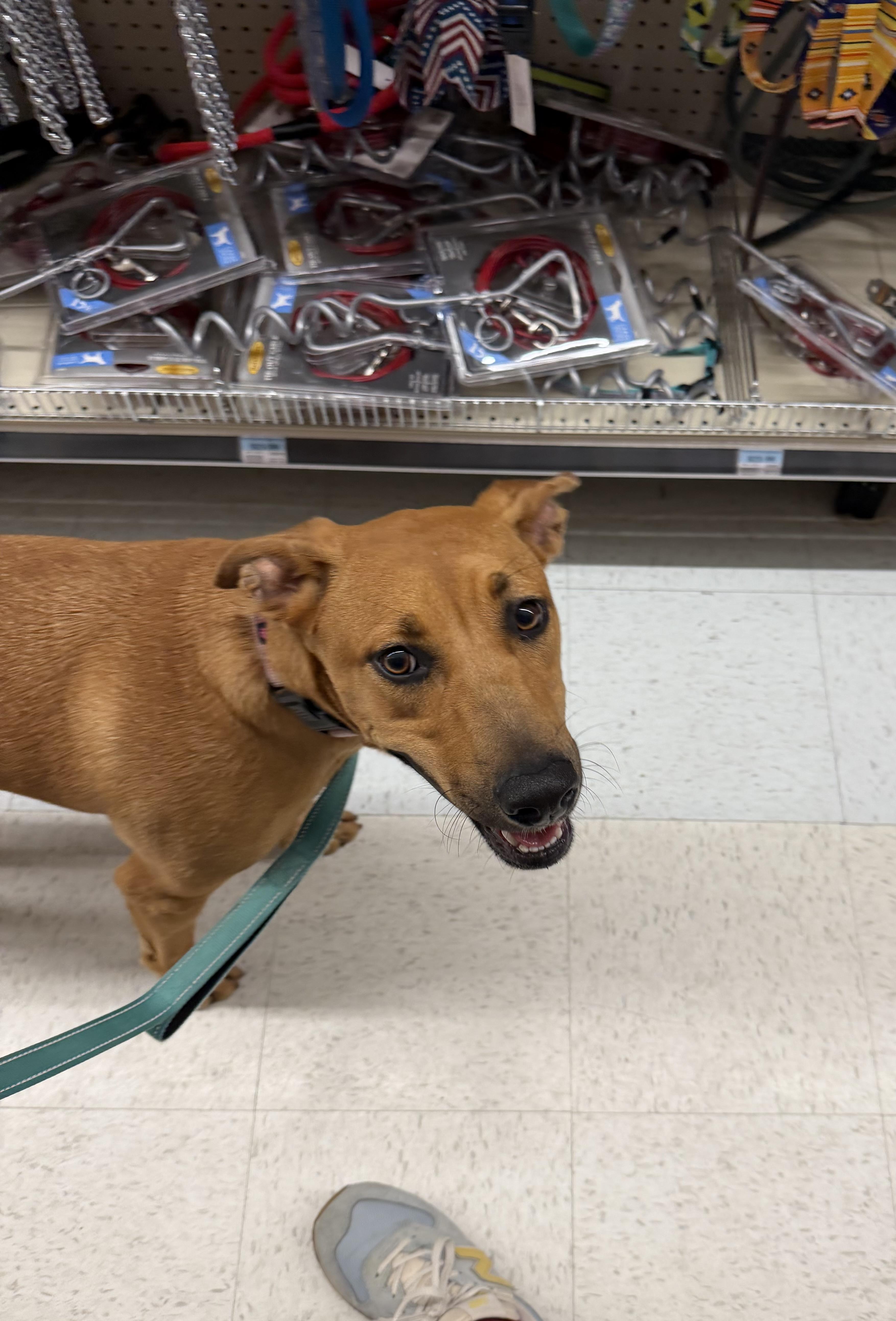 Tess (Tessa), a ADOPTABLE mixed breed in Watertown, CT image 6/6