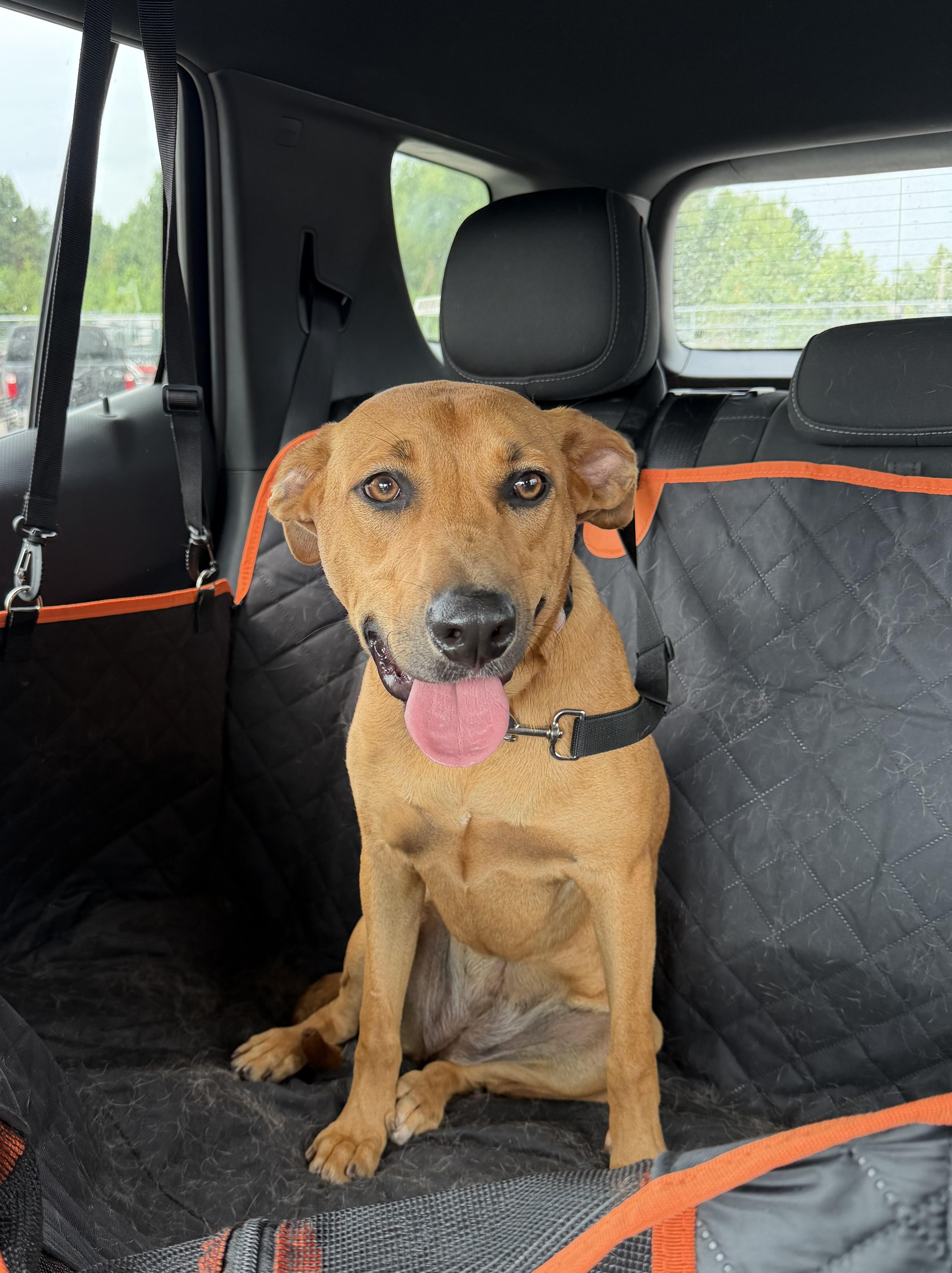 Tess (Tessa), a ADOPTABLE mixed breed in Watertown, CT image 5/6