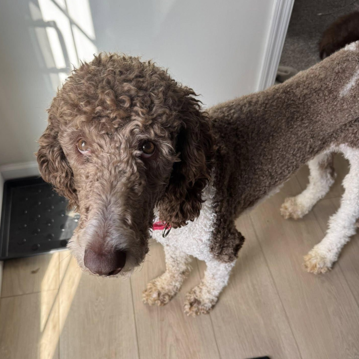 Rooney, a Adoptable mixed breed in Hartland, WI image 1/6