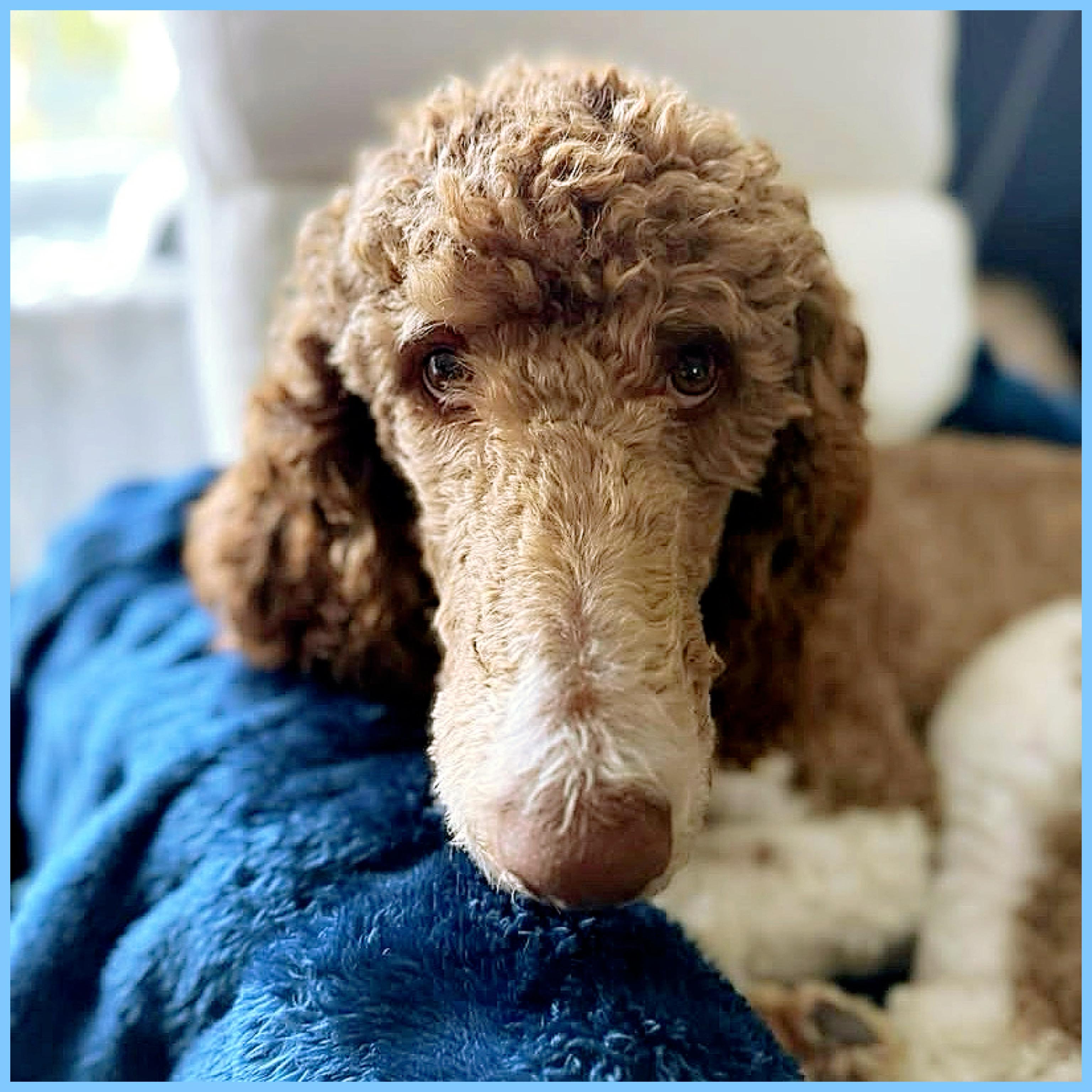 Rooney, Adoptable, Young Male Poodle.