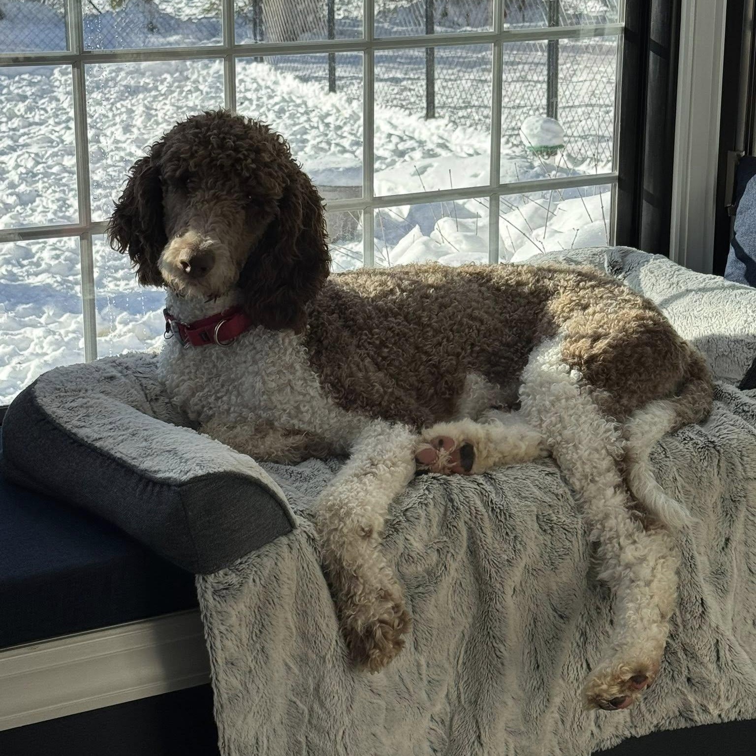 Rooney, a Adoptable mixed breed in Hartland, WI image 3/6