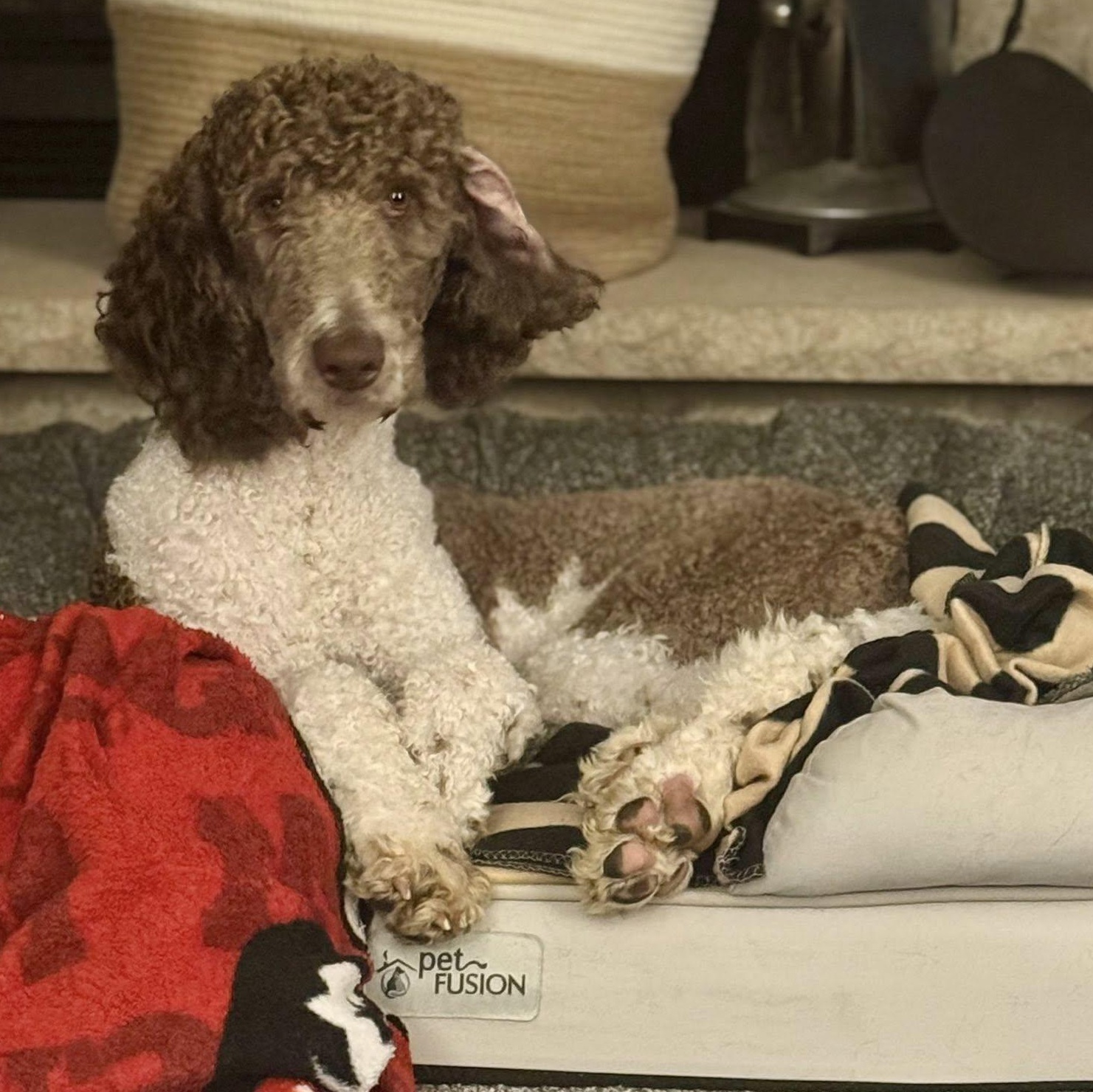 Rooney, a Adoptable mixed breed in Hartland, WI image 4/6