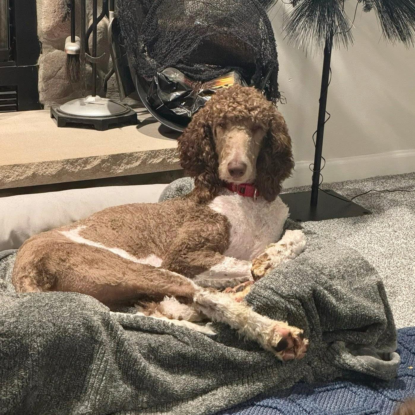 Rooney, a Adoptable mixed breed in Hartland, WI image 5/6