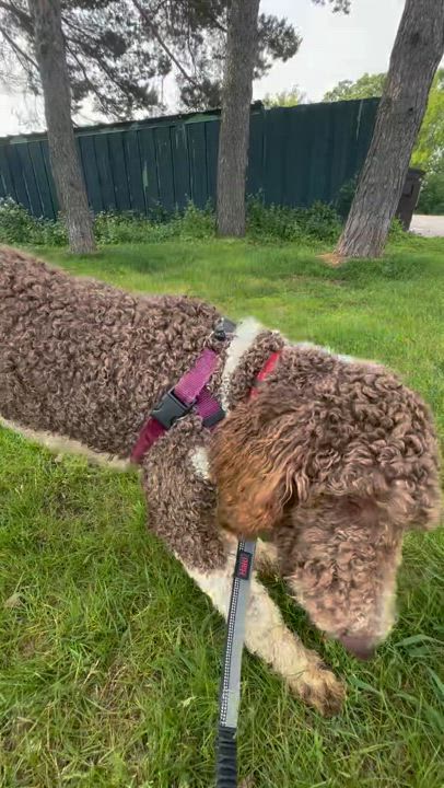 Enlarge Rooney, a Adoptable mixed breed in Hartland, WI video 6/6