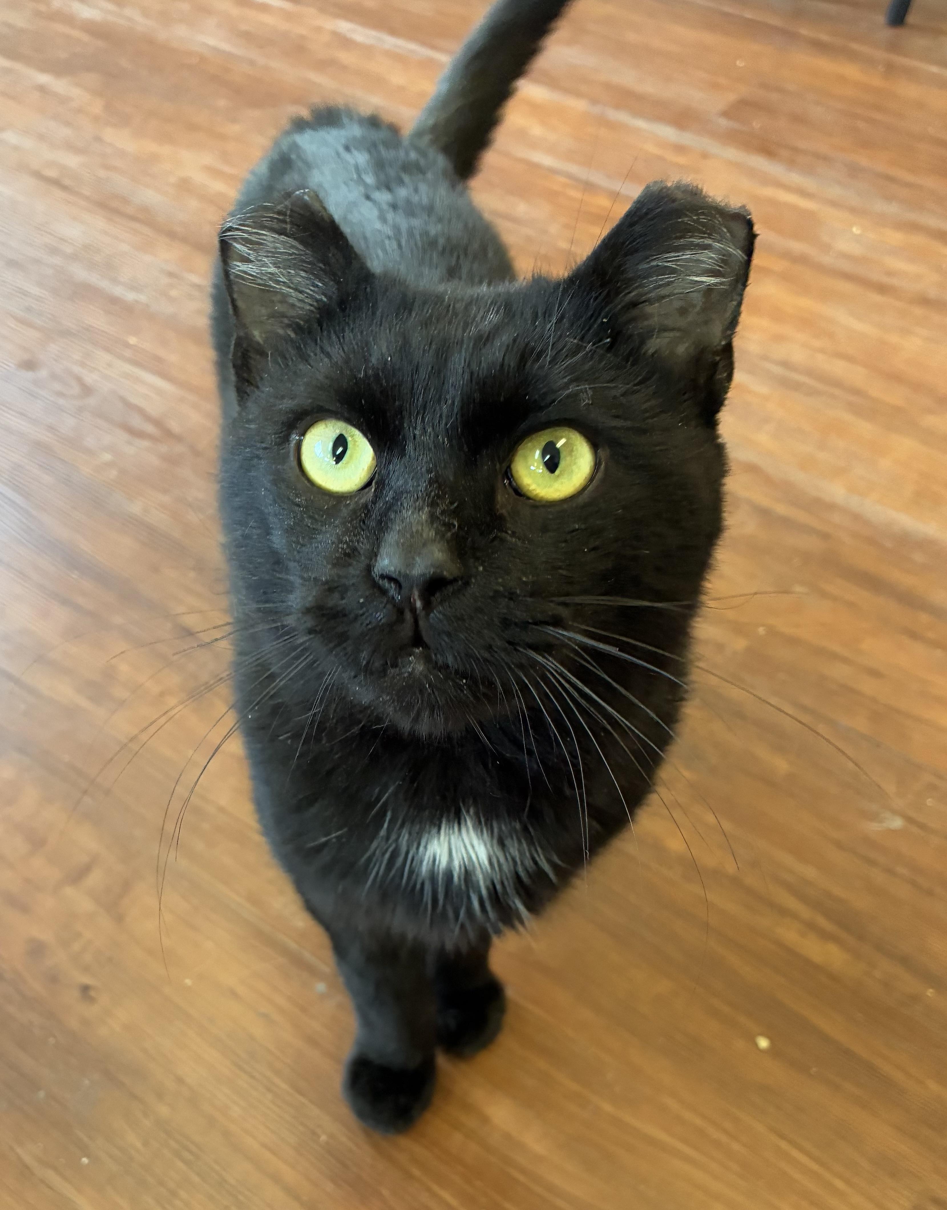 Enlarge Frostbite, a Adoptable Domestic Short Hair in Breinigsville, PA image 4/4