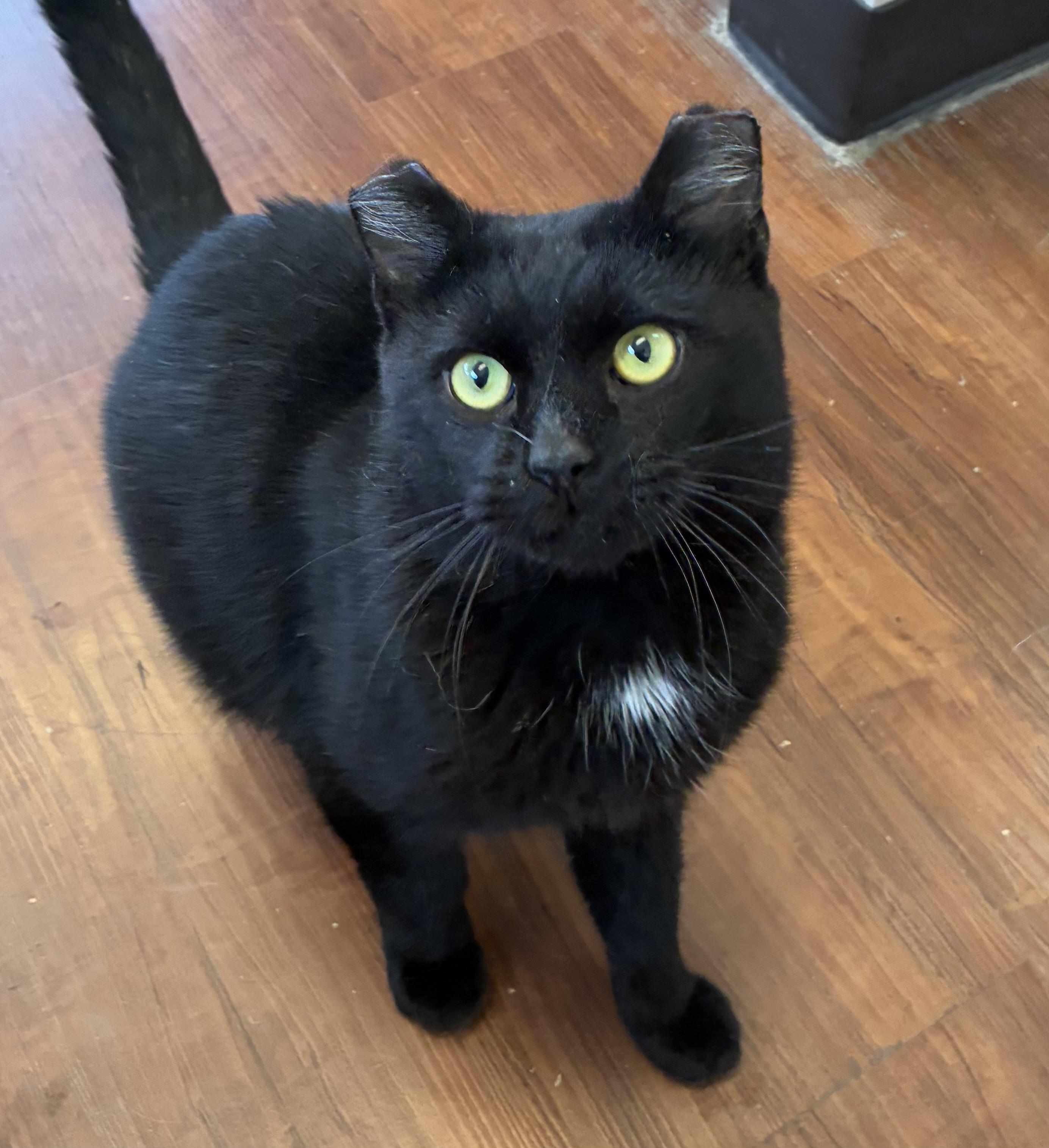 Enlarge Frostbite, a Adoptable Domestic Short Hair in Breinigsville, PA image 3/4